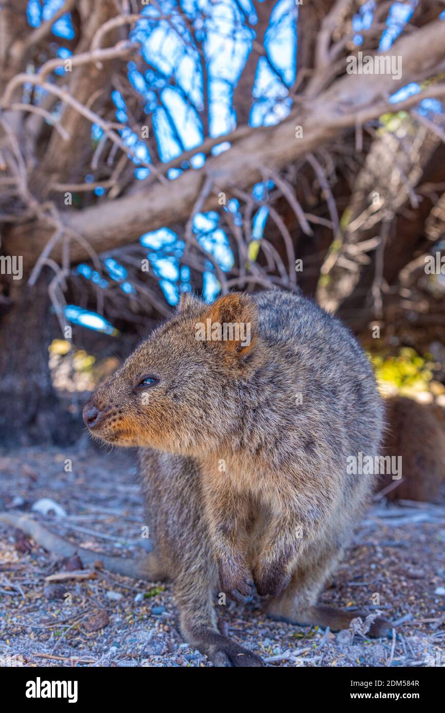 Quokka lebt auf der Insel Rottnest in der Nähe von Perth, Australien Stockfoto