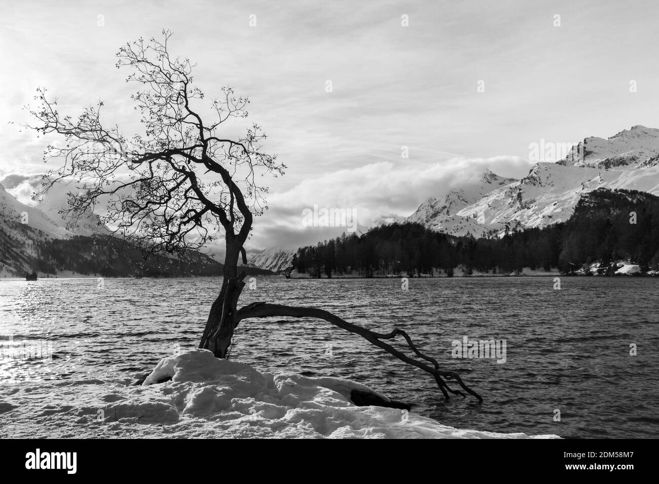 Ein alter Baum mit trockenen Ästen am Wasser mit Schneeberg im Hintergrund Stockfoto