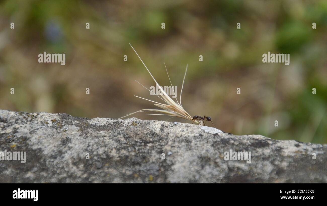 Kleine Ameise, die auf einem Felsen läuft und eine übergroße trägt Korn als Symbol für große Stärke Stockfoto