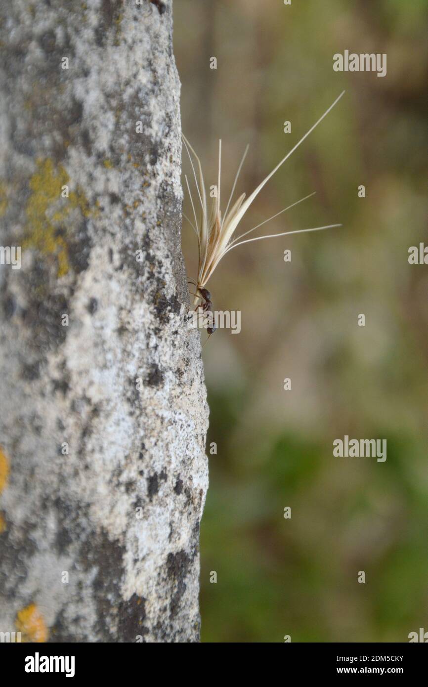 Kleine Ameise, die auf einem Felsen läuft und eine übergroße trägt Korn als Symbol für große Stärke Stockfoto