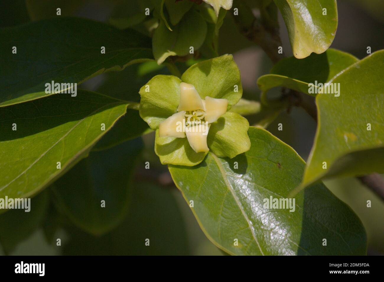 Detail einer der Blüten des Persimmonbaums Im Frühling Stockfoto