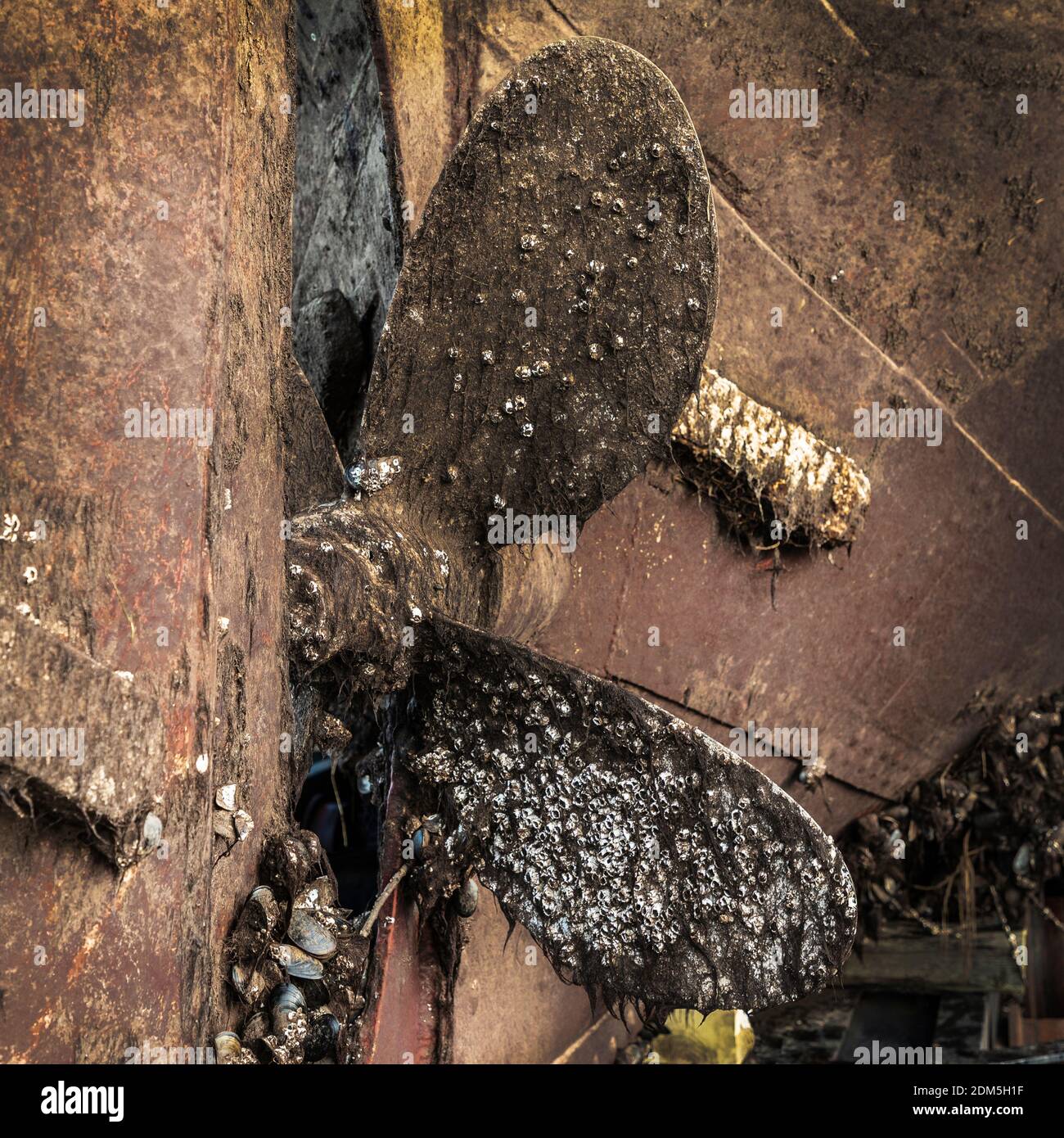 Propellor bedeckt mit Seepocken und Rumpf der MV Kyle, ein clyde Achterbahn Frachtschiff im Jahr 1872 gebaut, jetzt in Trockendock in Irvine, Ayrshire, Schottland, waitin Stockfoto