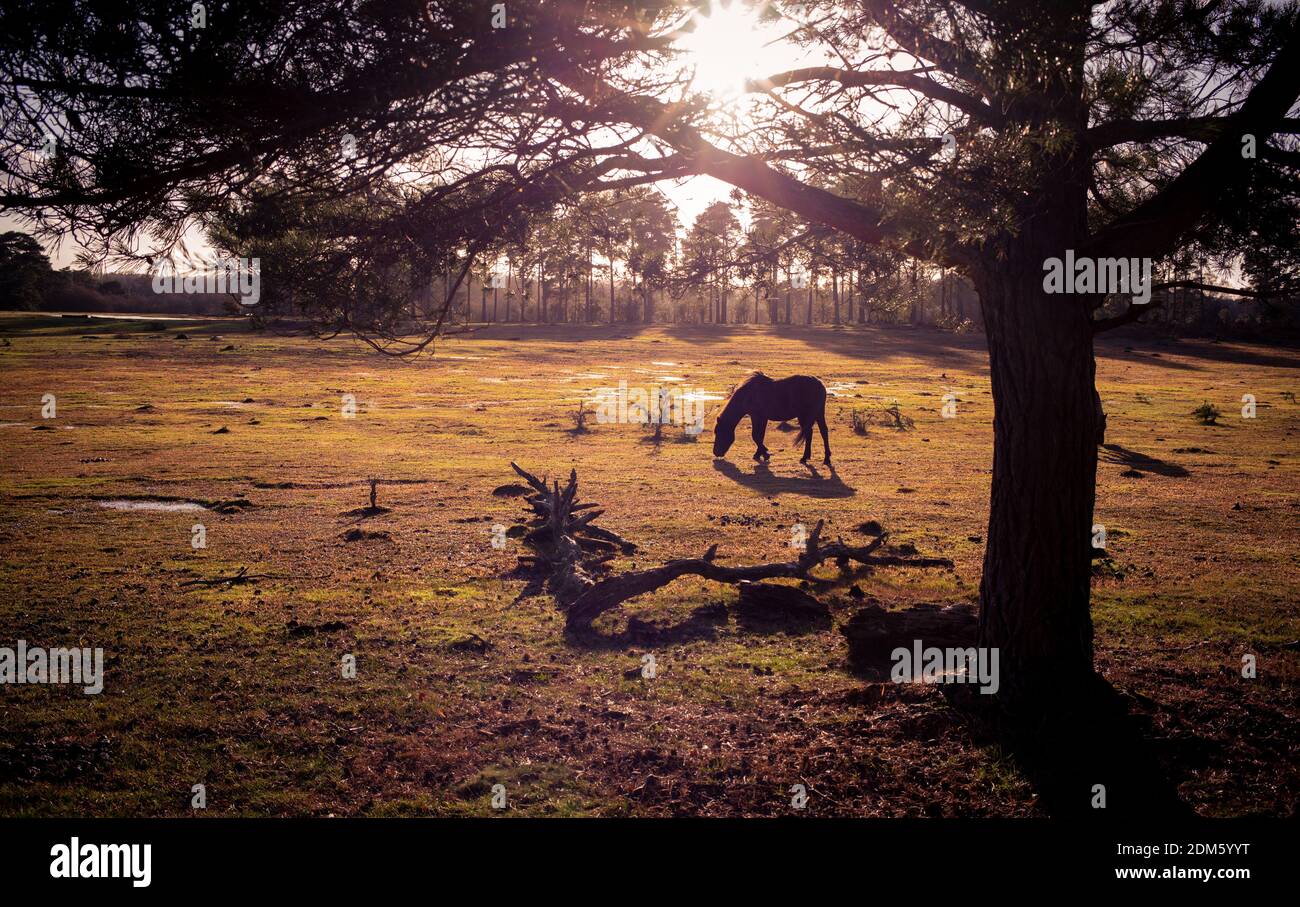 Hintergrundbeleuchtete neue Waldlandschaft mit einem Pony eingerahmt von Ein Baum grast in Schuss als die Sonne untergeht hinzufügen Flare und eine schöne orange und lila Farbton Stockfoto