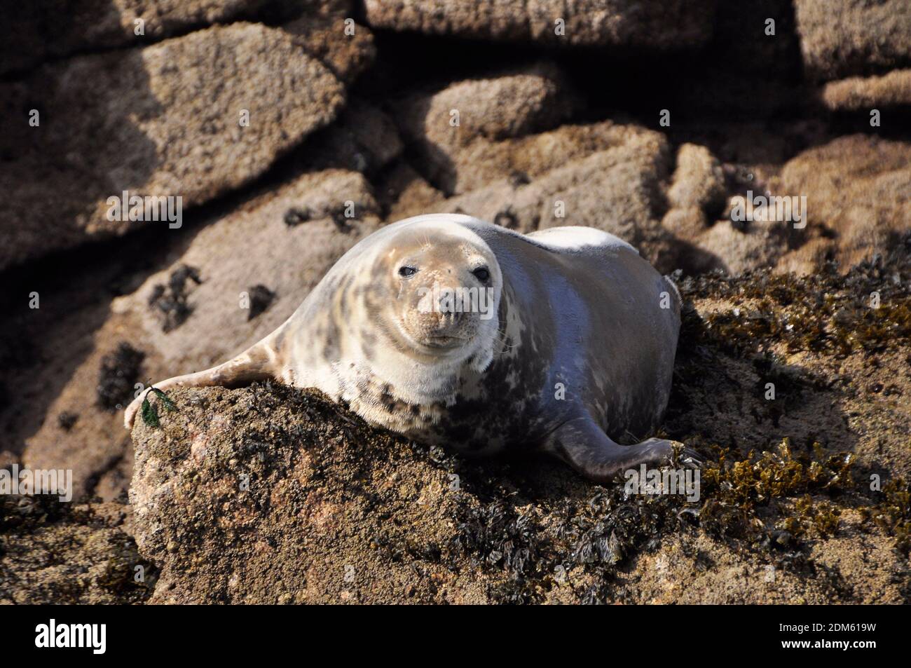 Eine einsame North Atlantic Grey Seal Halten Sie ein Auge offen von den Felsen in den Inseln der Scilly Archipel. Cornwall, Großbritannien Stockfoto