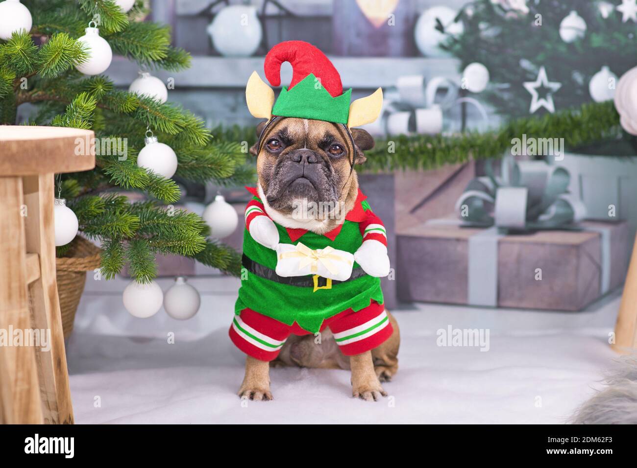 Weihnachtselfenhund. Lustige französische Bulldogge tragen traditionelle niedliche Elfen Kostüm mit Armen halten Geschenk neben geschmückten Weihnachtsbaum Stockfoto