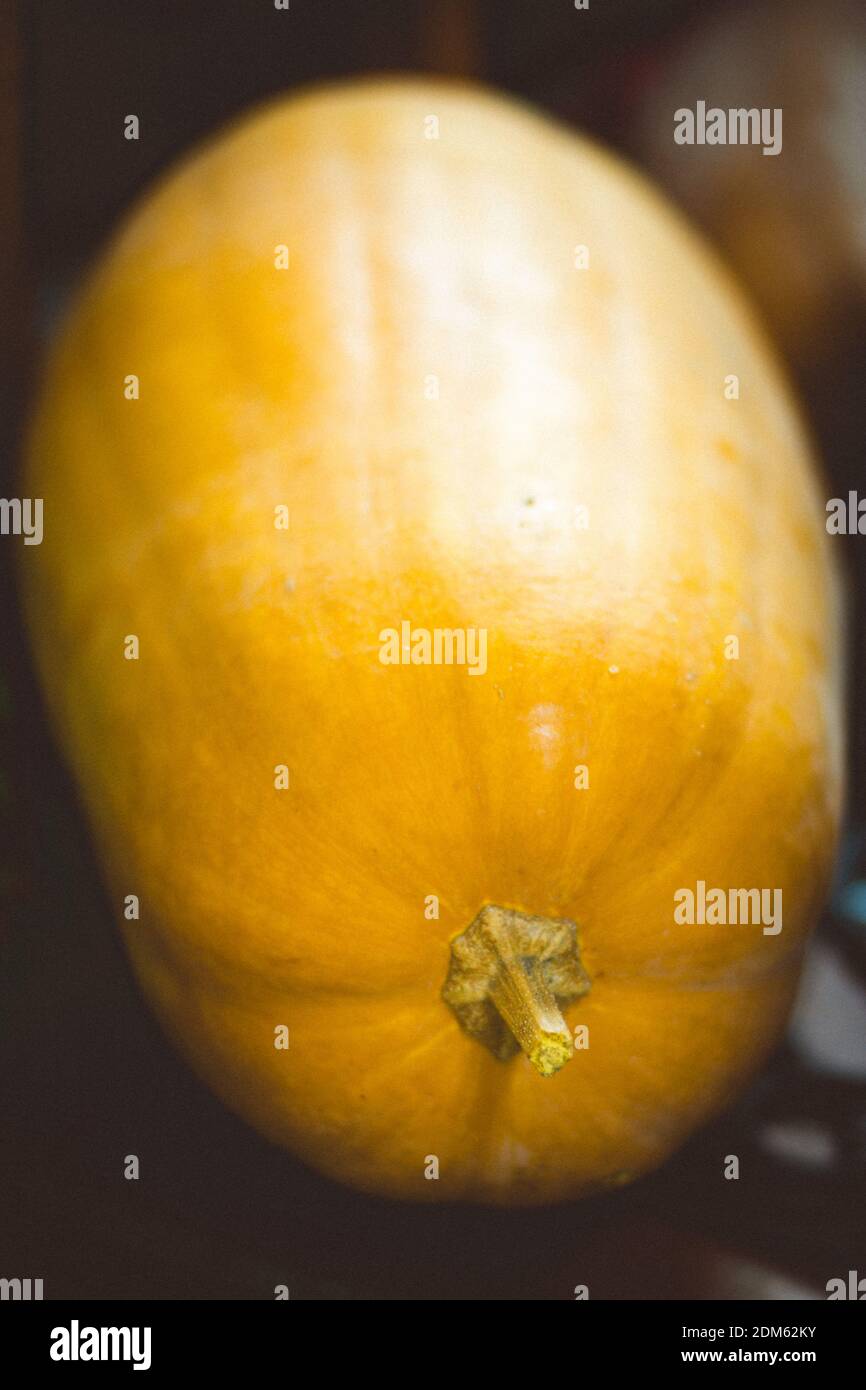 Orangefarbener ganzer langer Kürbis Nahaufnahme in einem dunklen Raum. Stockfoto