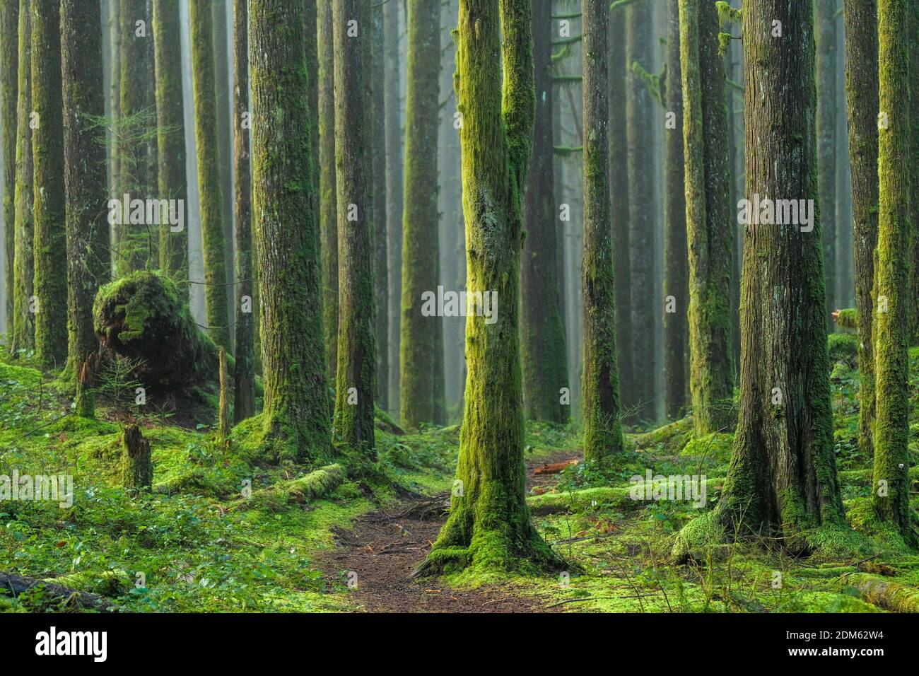 Nebel, 2nd Growth Forest, Golden Ears Provincial Park, Maple Ridge, British Columbia, Kanada Stockfoto