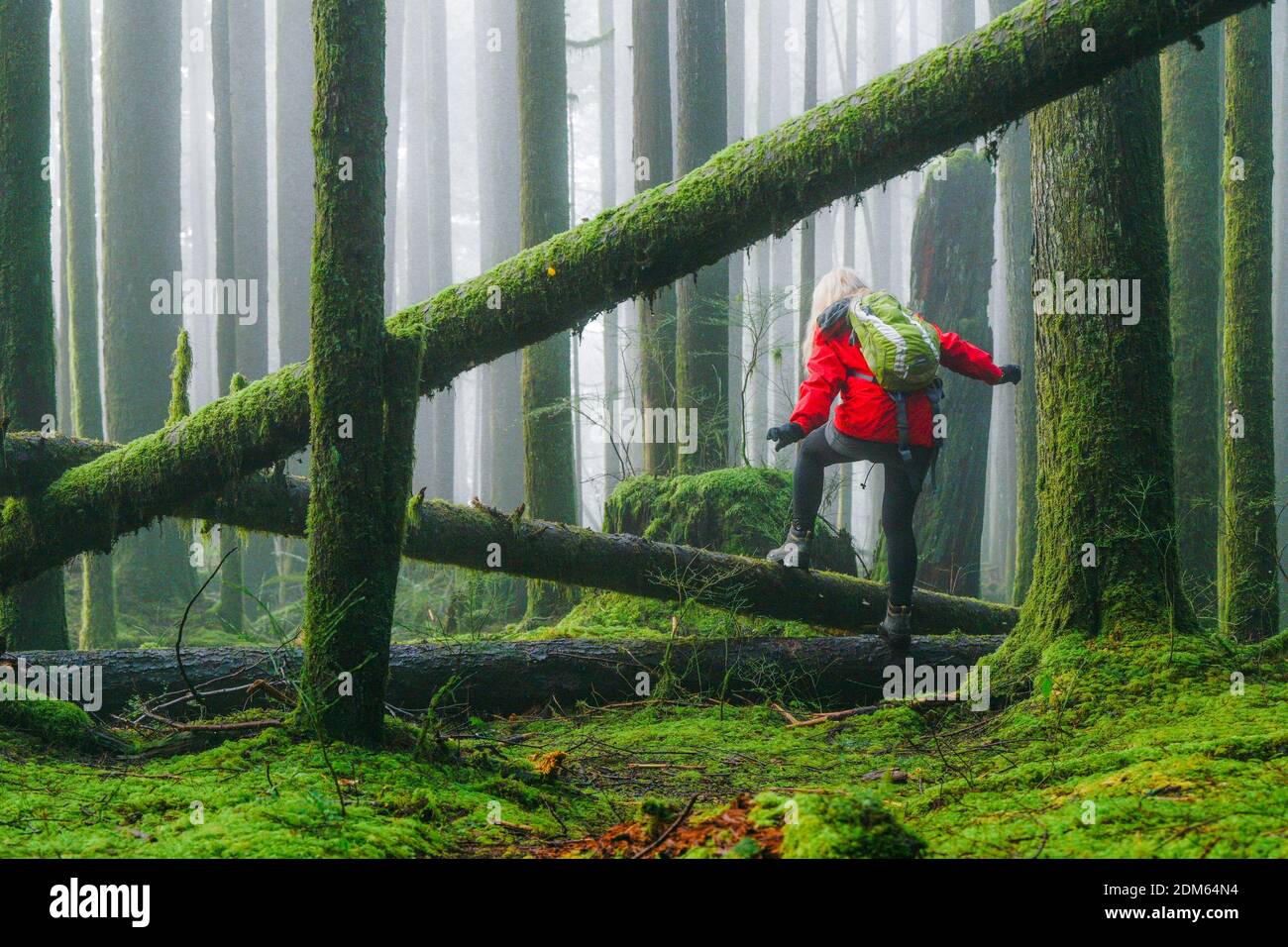 Frau beim Wandern über gefallene Baumstämme im Wald, Golden Ears Provincial Park, Maple Ridge, British Columbia, Kanada Stockfoto