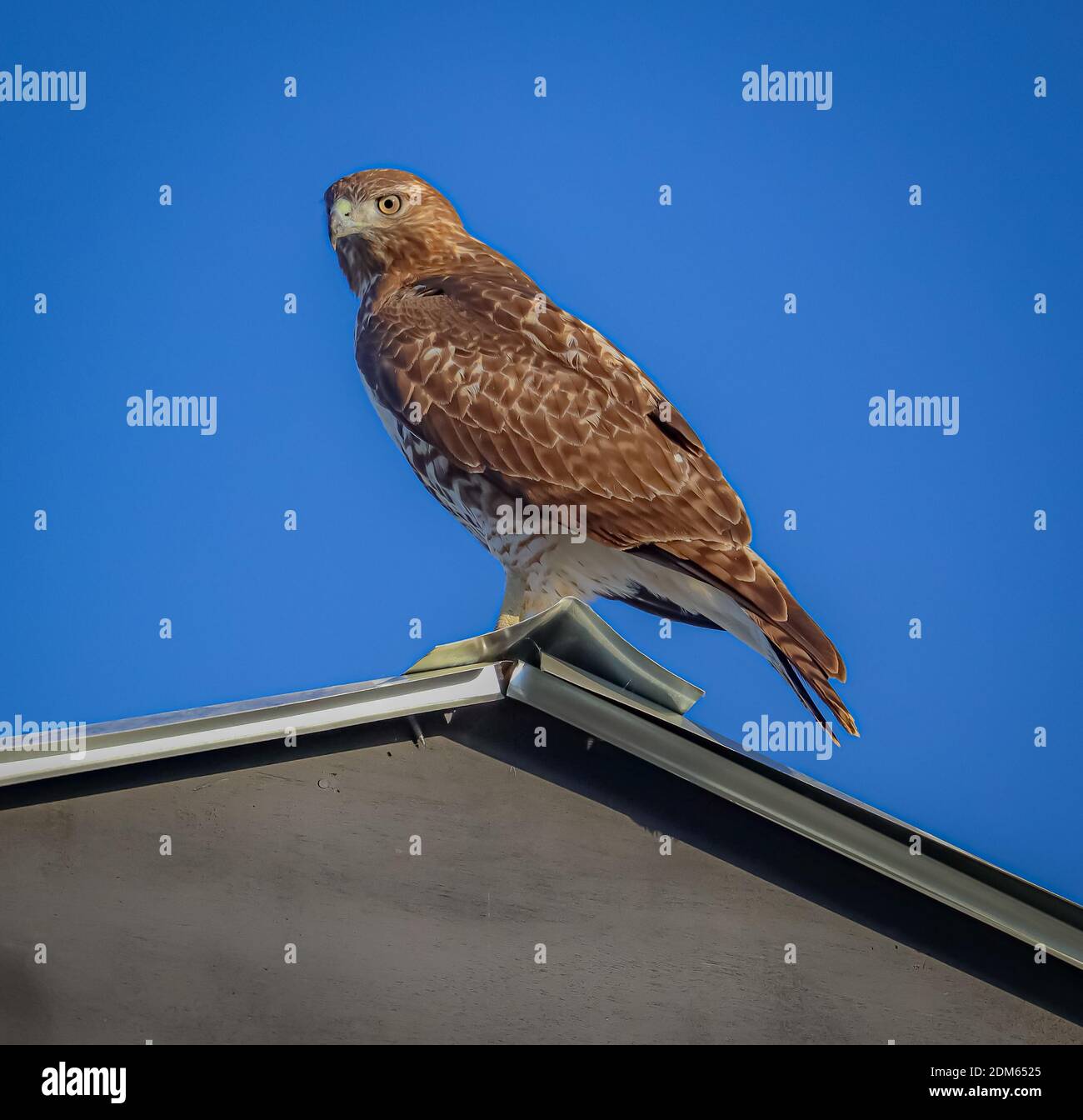Red Tailed Hawk Stockfoto