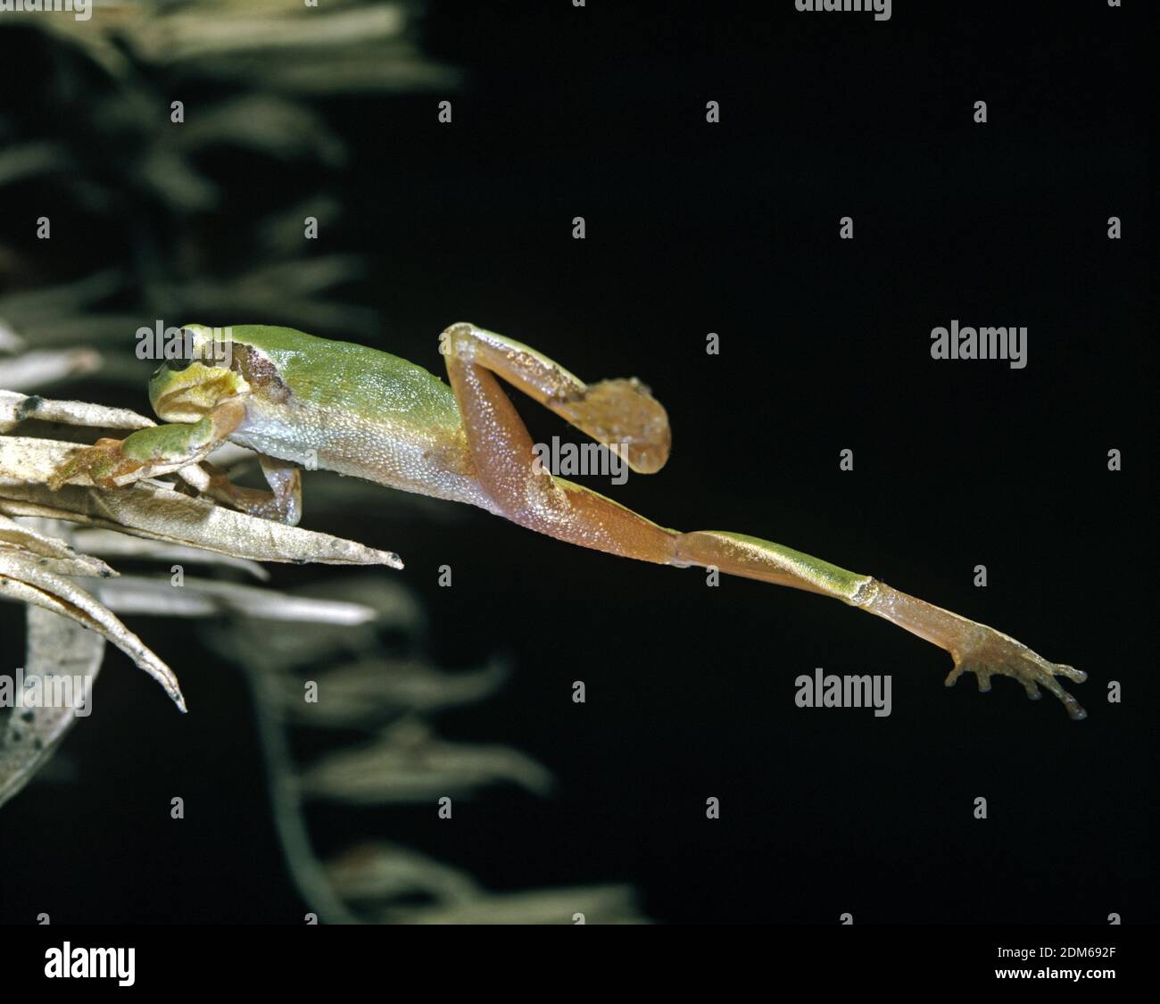 Europäischer Laubfrosch, Hyla Arborea, Erwachsene springen Stockfoto