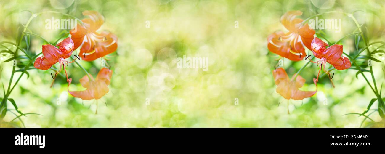 Unfocused Widescreen-Hintergrund mit blühenden orangen Lilien. Art Design, Banner Stockfoto