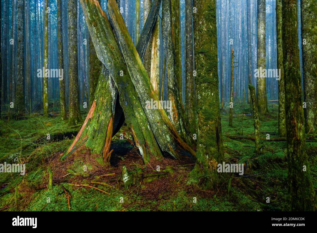 Nebel, 2nd Growth Forest, Golden Ears Provincial Park, Maple Ridge, British Columbia, Kanada Stockfoto