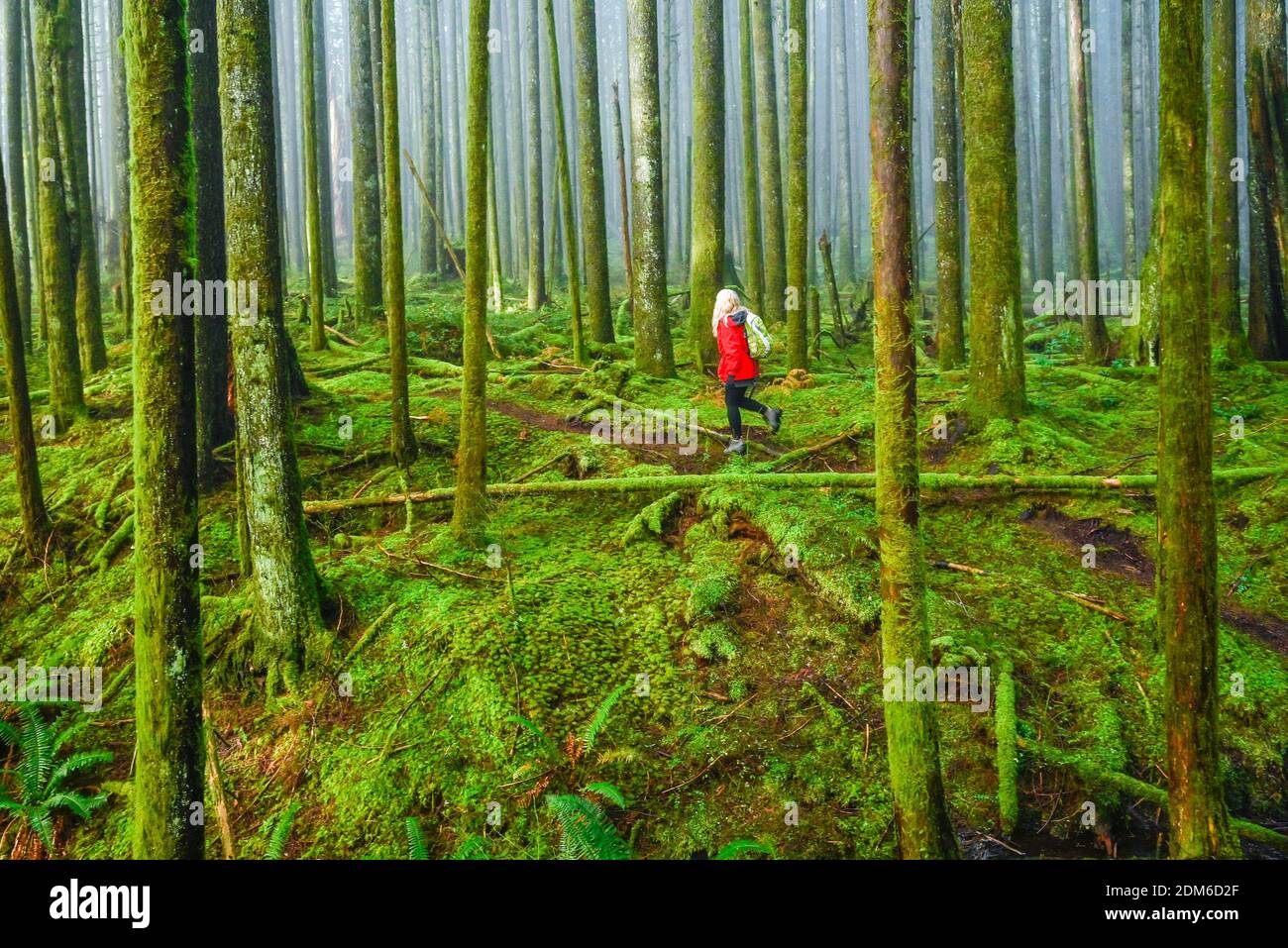 Frau beim Wandern durch nebligen Wald mit 2. Wachstum, Golden Ears Provincial Park, Maple Ridge, British Columbia, Kanada Stockfoto