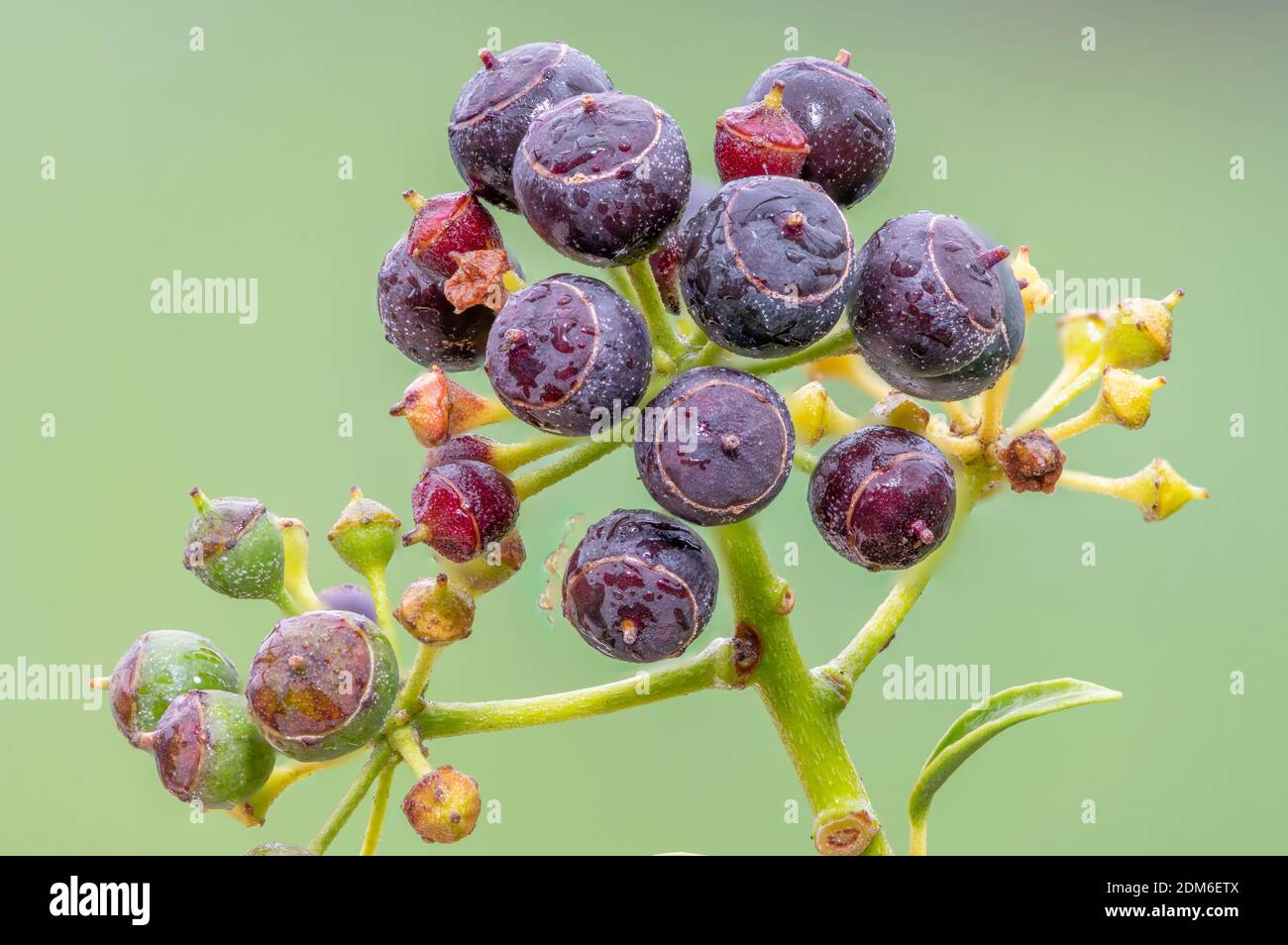 Nahaufnahme von reifen Efeu (hedera Helix) Beeren Stockfoto