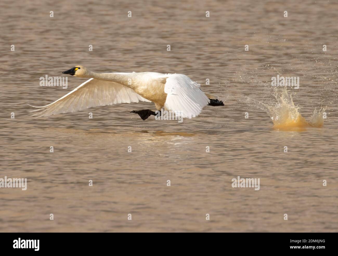 Der Tundra-Schwan (Cygnus columbianus) nimmt am McFadden Marsh, William Finley National Wildlife Refuge, Oregon, ab Stockfoto