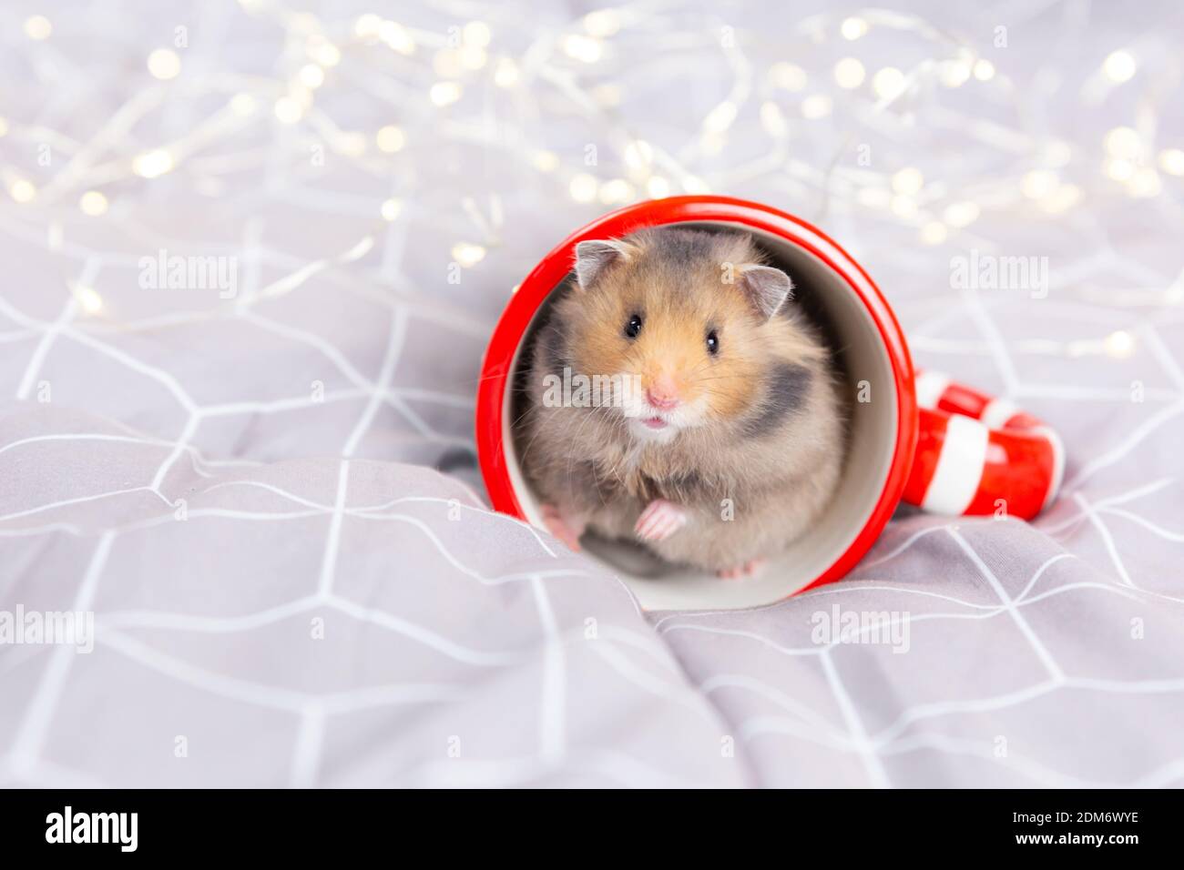 Ein süßer flauschiger goldener Hamster mit schwarzen Augen sitzt in einer roten umgedrehten Tasse und schaut auf die Kamera. Stockfoto