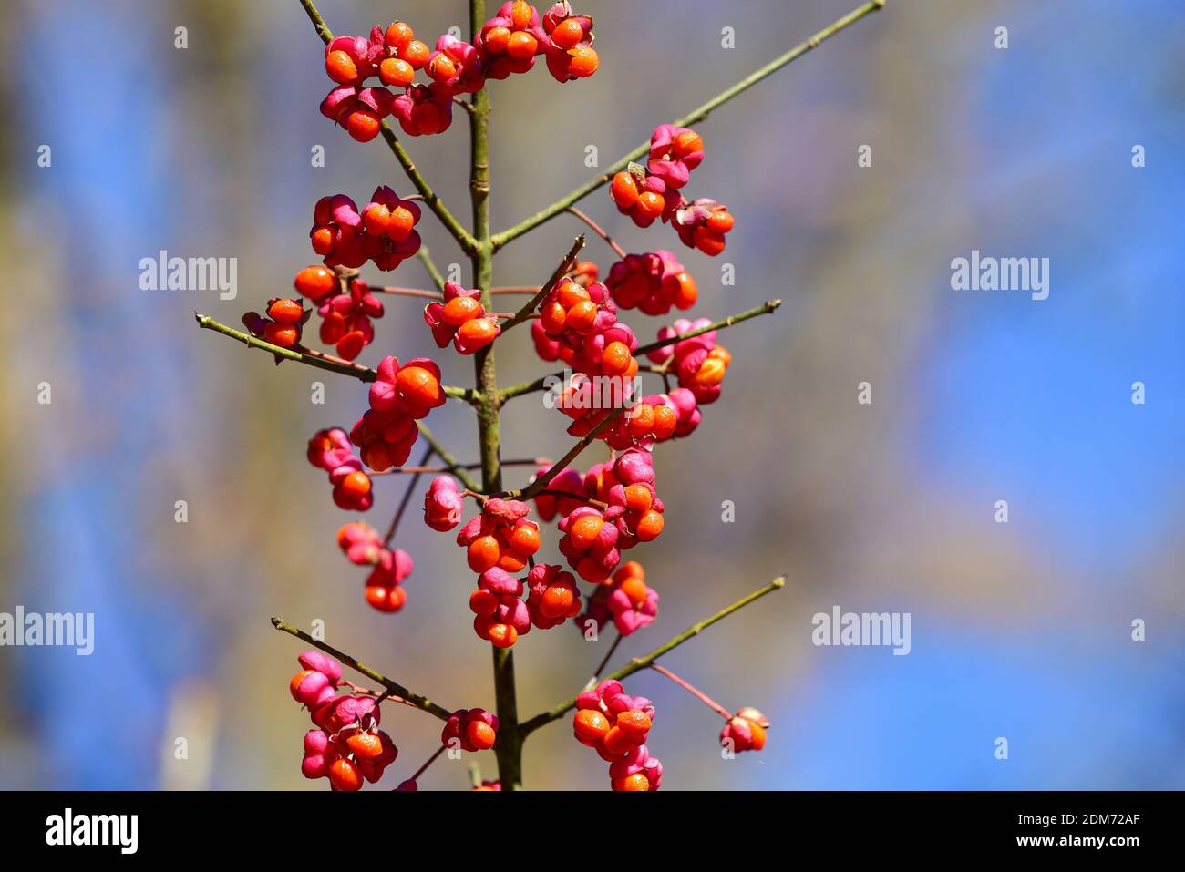 Zweig des Eucoats (Enonymus europaeus) mit Samen, Bayern, Deutschland, Europa Stockfoto