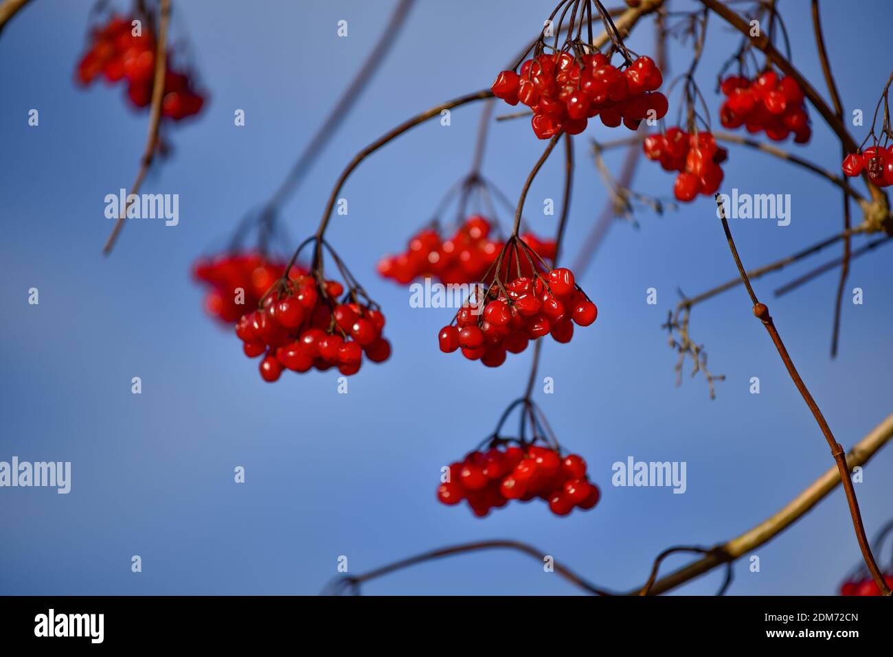 Beeren des Schneeballs (viburum opulus) im Herbst, Bayern, Deutschland, Europa Stockfoto