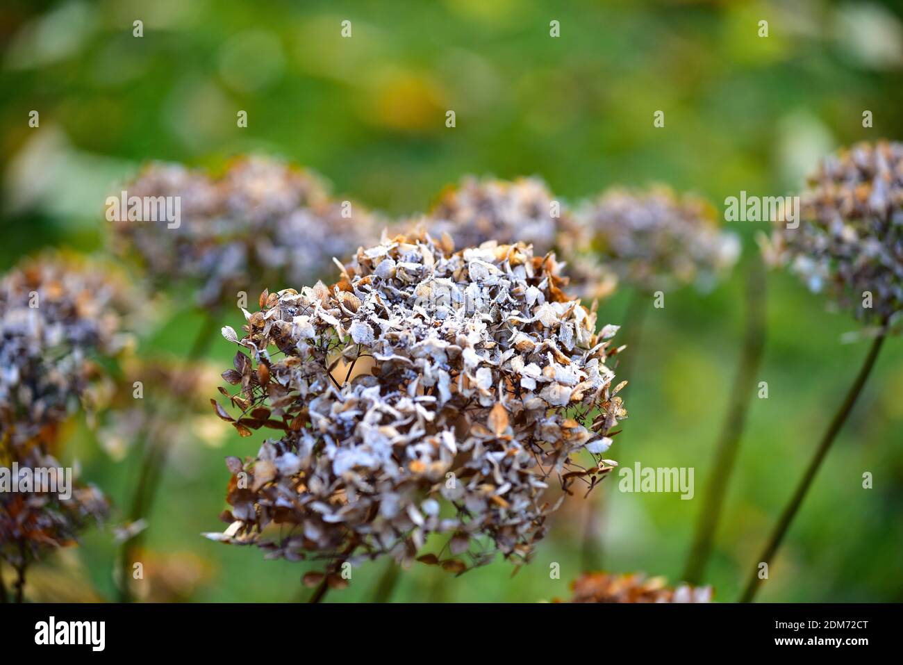 Blüte einer Hortensien (Hortensien) mit Reifrost, Bayern, Deutschland, Europa Stockfoto