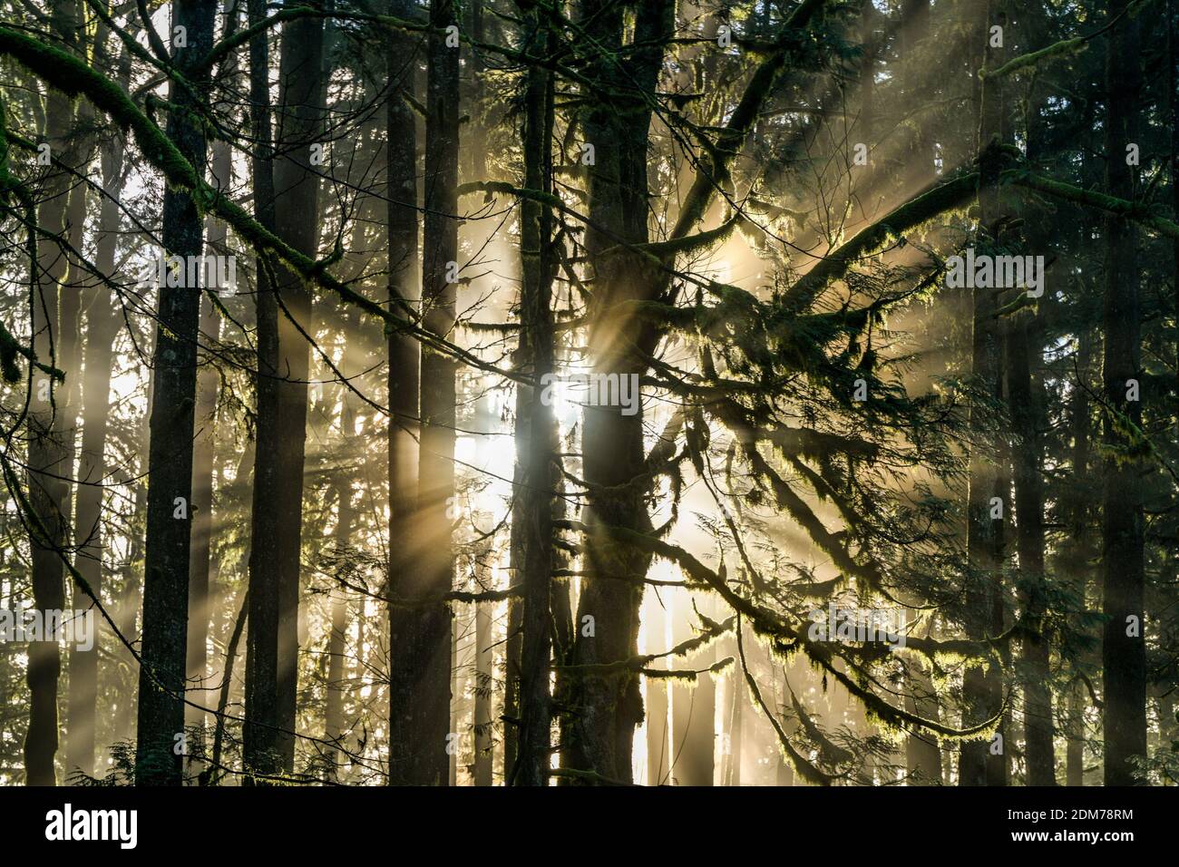 Nebel und Lichtstrahlen, Golden Ears Provincial Park, Maple Ridge, British Columbia, Kanada Stockfoto