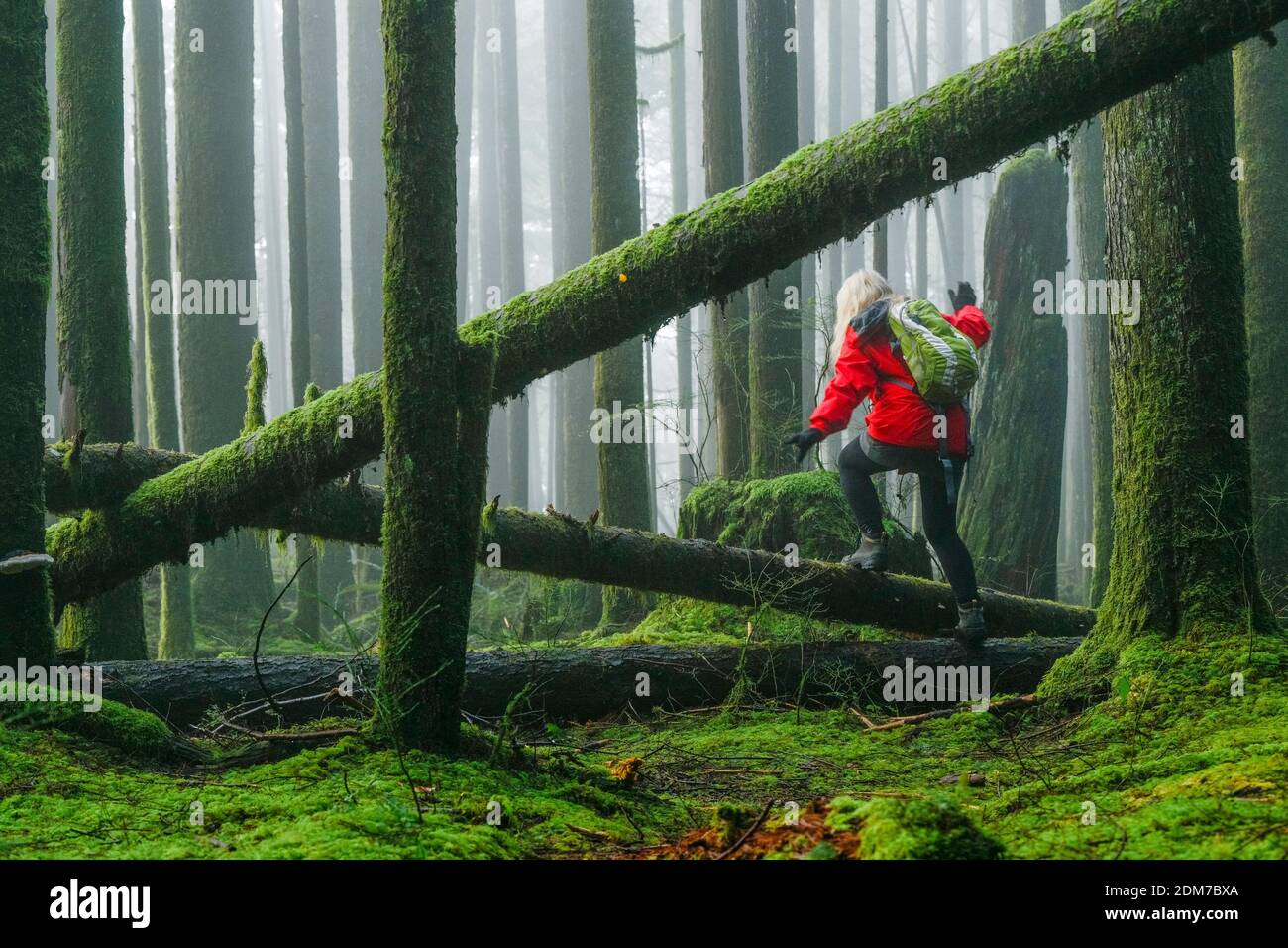 Frau beim Wandern durch nebligen Wald mit 2. Wachstum, Golden Ears Provincial Park, Maple Ridge, British Columbia, Kanada Stockfoto