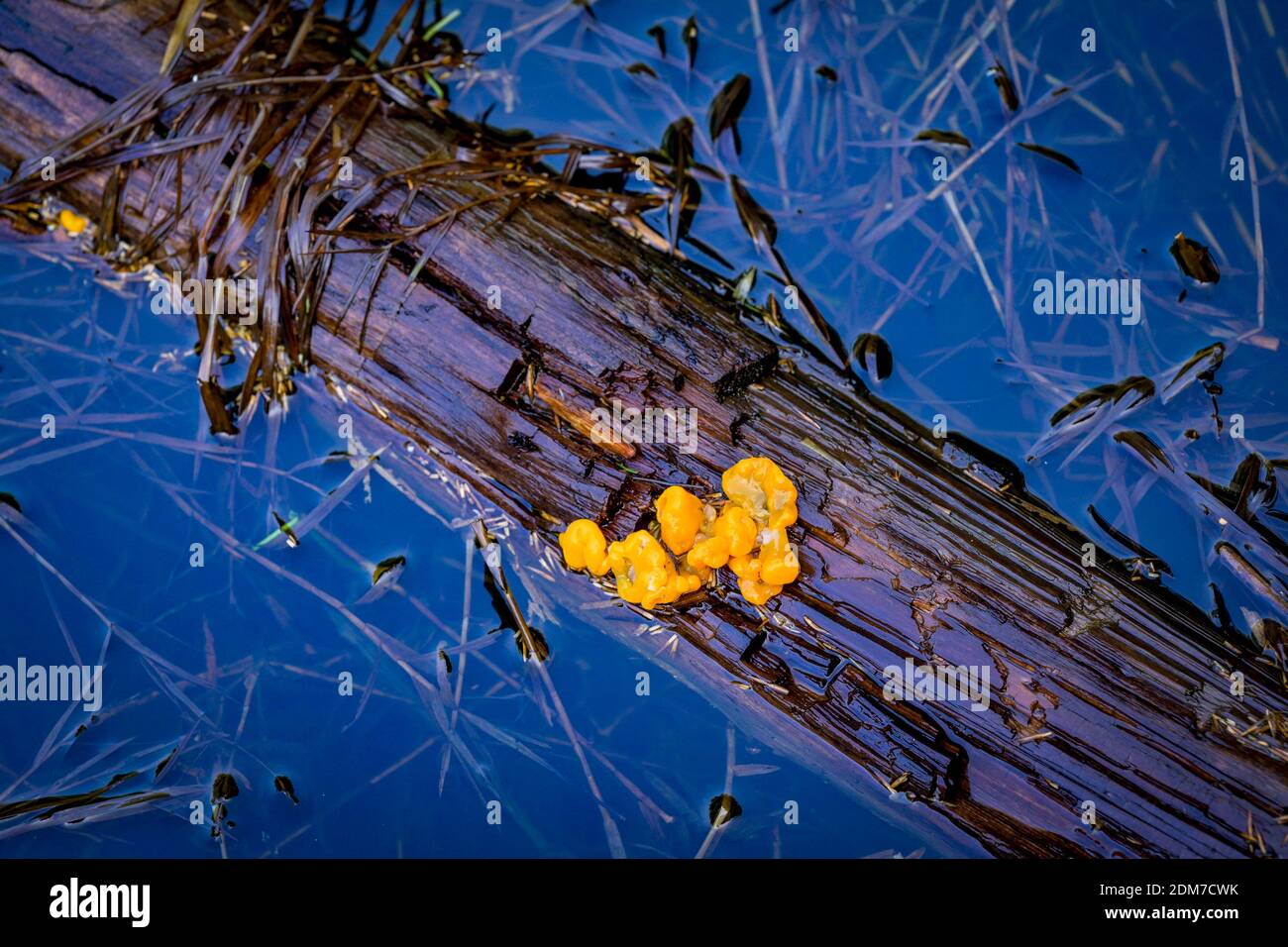 Gelber Gelee-Pilz, Tremella sp, auf log, Golden Ears Provincial Park, Maple Ridge, British Columbia, Kanada Stockfoto