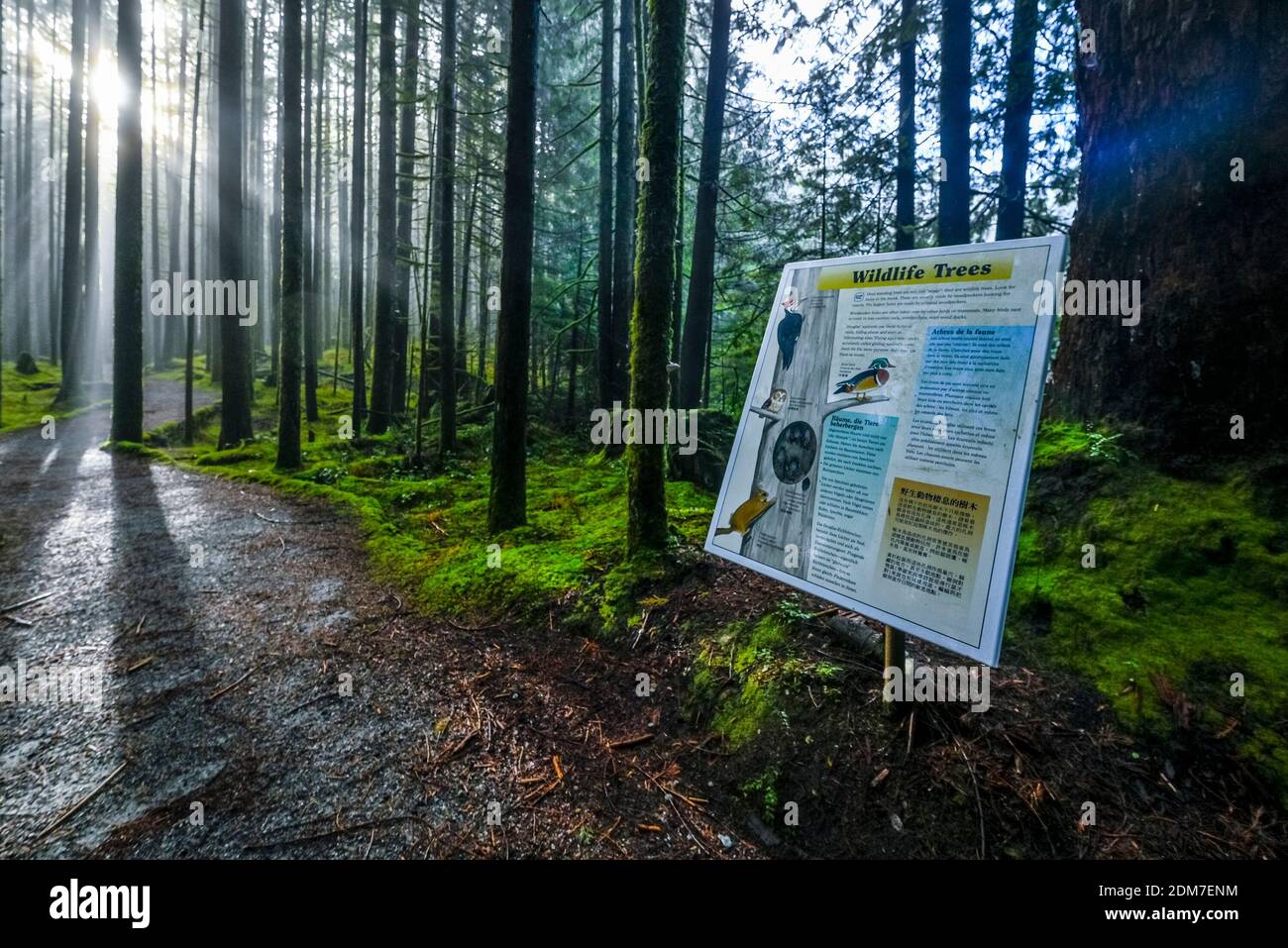 Wildtierbäume, Informationsschild, Golden Ears Provincial Park, Maple Ridge, British Columbia, Kanada Stockfoto