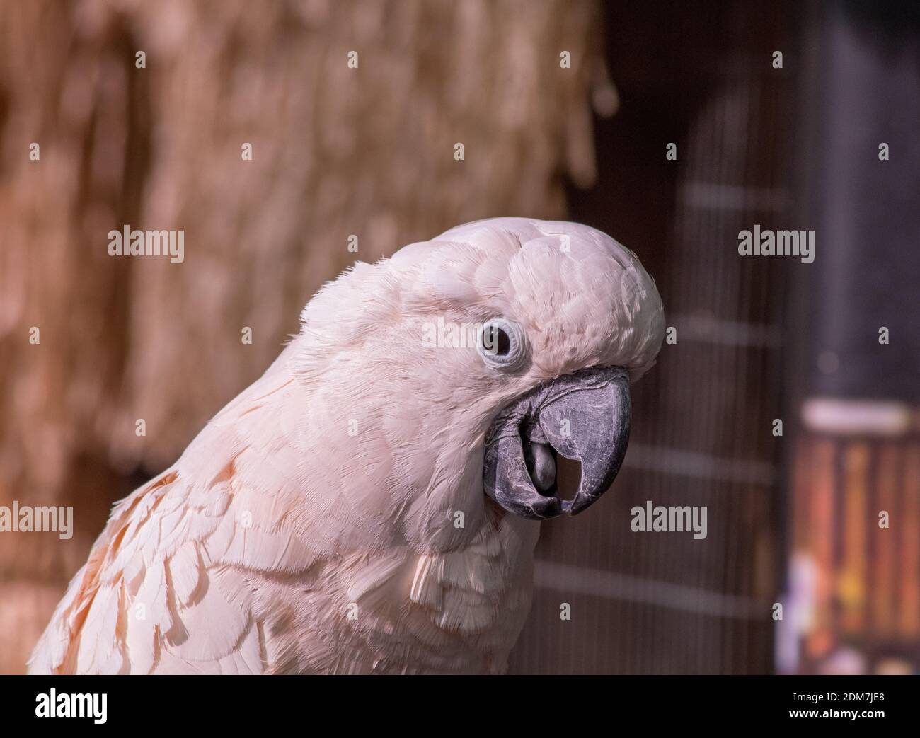 Nahaufnahme Porträt eines Kakadus, Kopf gespannt, Blick auf die Kamera mit offenem Mund Stockfoto