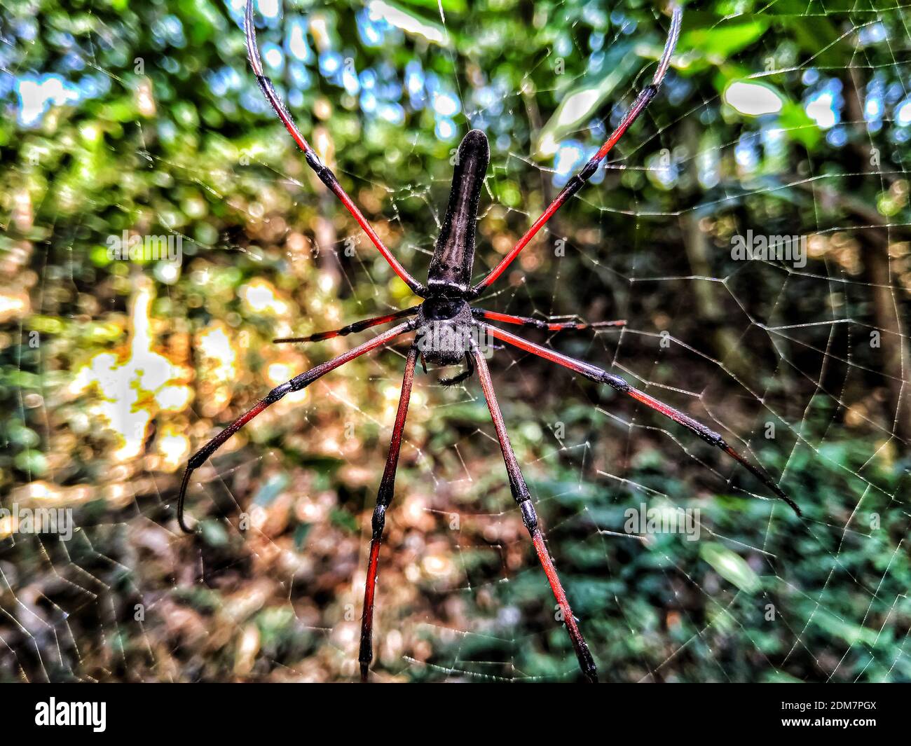 Spinne sitzt auf dem Netz mit grünem Hintergrund. Spinne macht ein Netz. Stockfoto