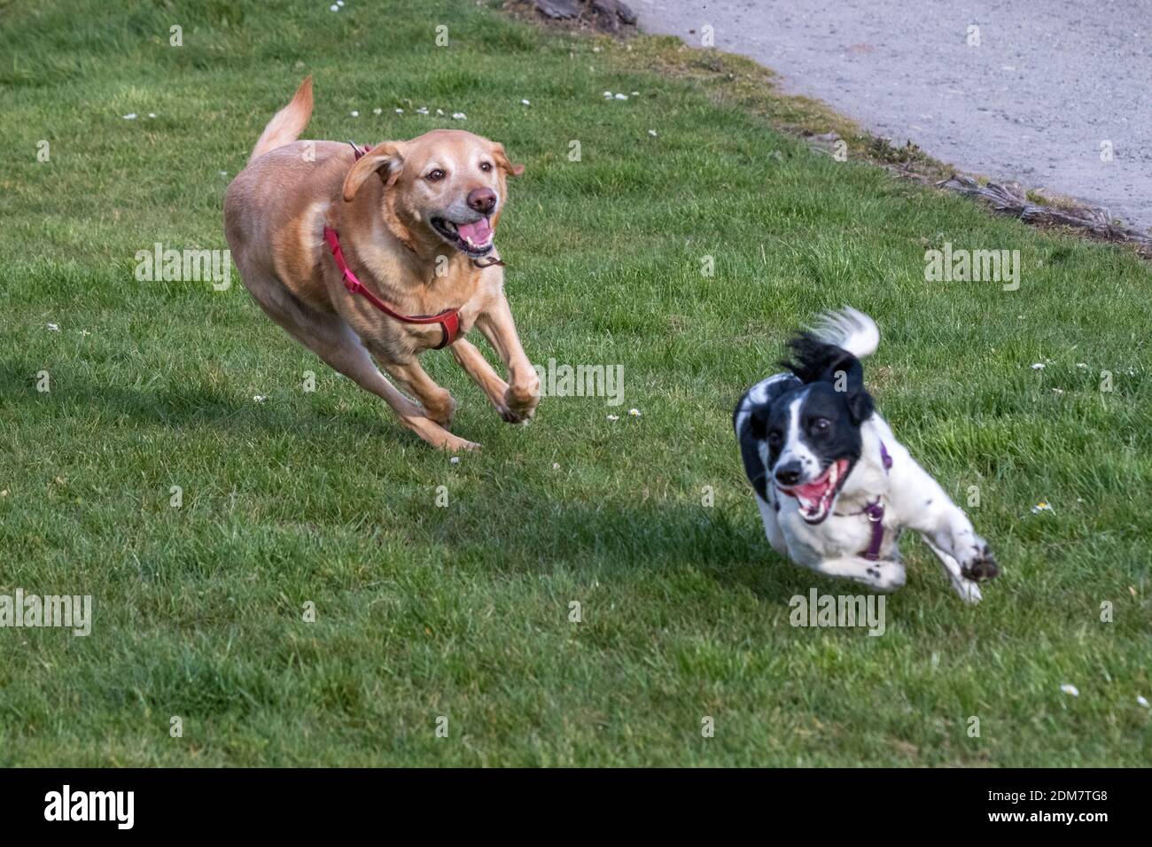 Hunde laufen herum, spielen zusammen in der Mitte des Laufes Stockfoto