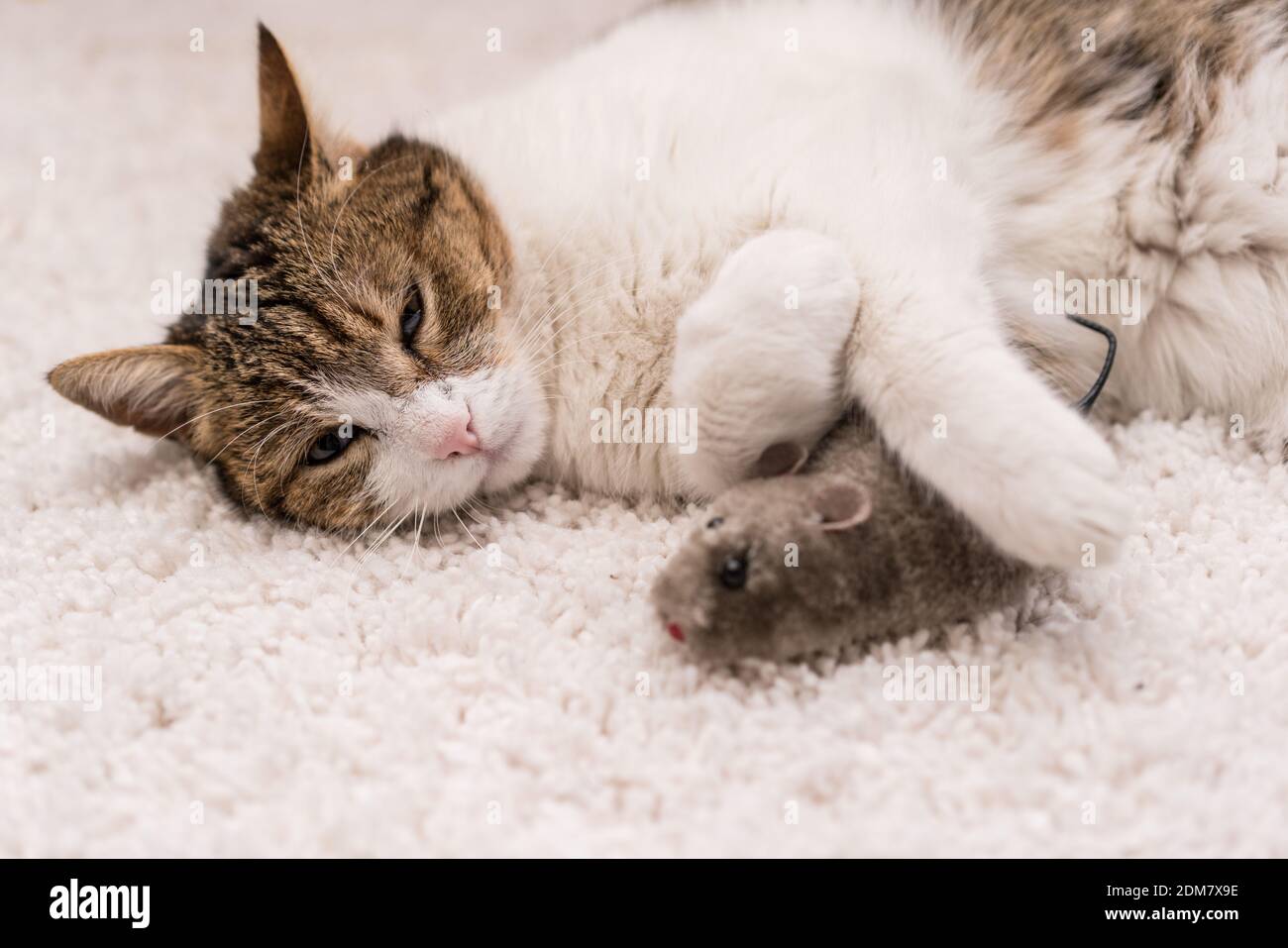 Faule Katze schlafen mit Maus Stockfoto