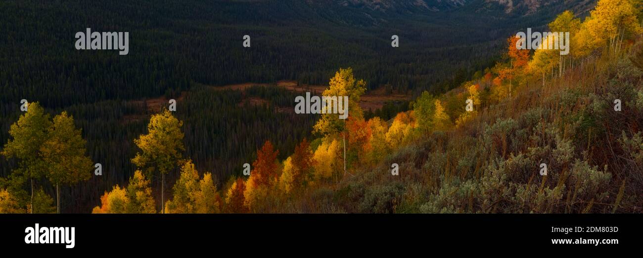 Panorama-Chiaroscuro-Bild von Aspens bei Sonnenaufgang in Idaho Sawtooth National Forest entlang des Marshall Lake Trail über Fishhook Creek Wiese Stockfoto