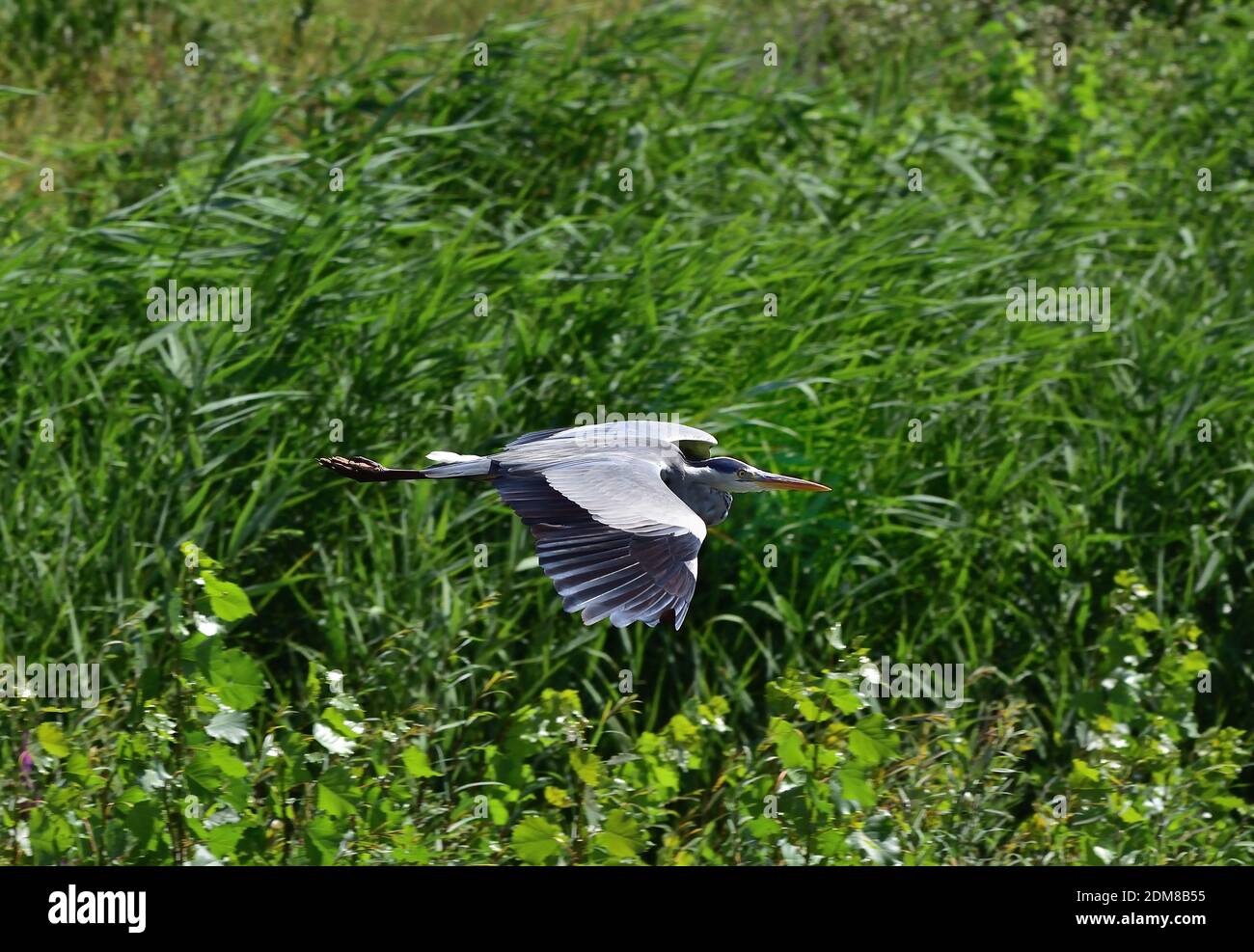 Isolierte Graureiher (Ardea cinerea) in seiner natürlichen Umgebung Stockfoto