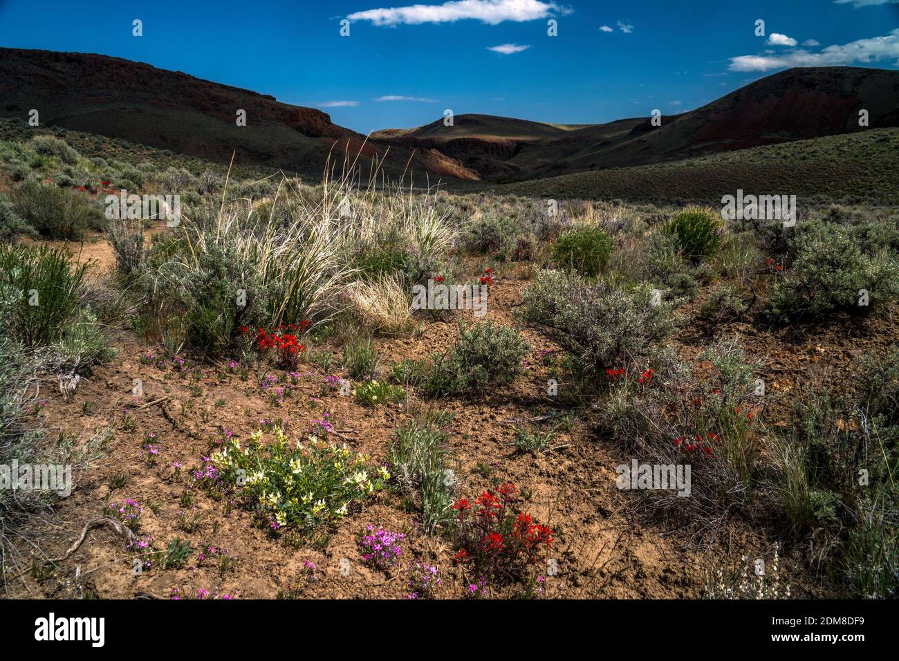 Wüstenwildblumen entlang Wanderung zum Perjue Canyon in Idaho's Owyhee Uplands / Owyhee Backcountry Byway (alias Mud Flat Road). Stockfoto