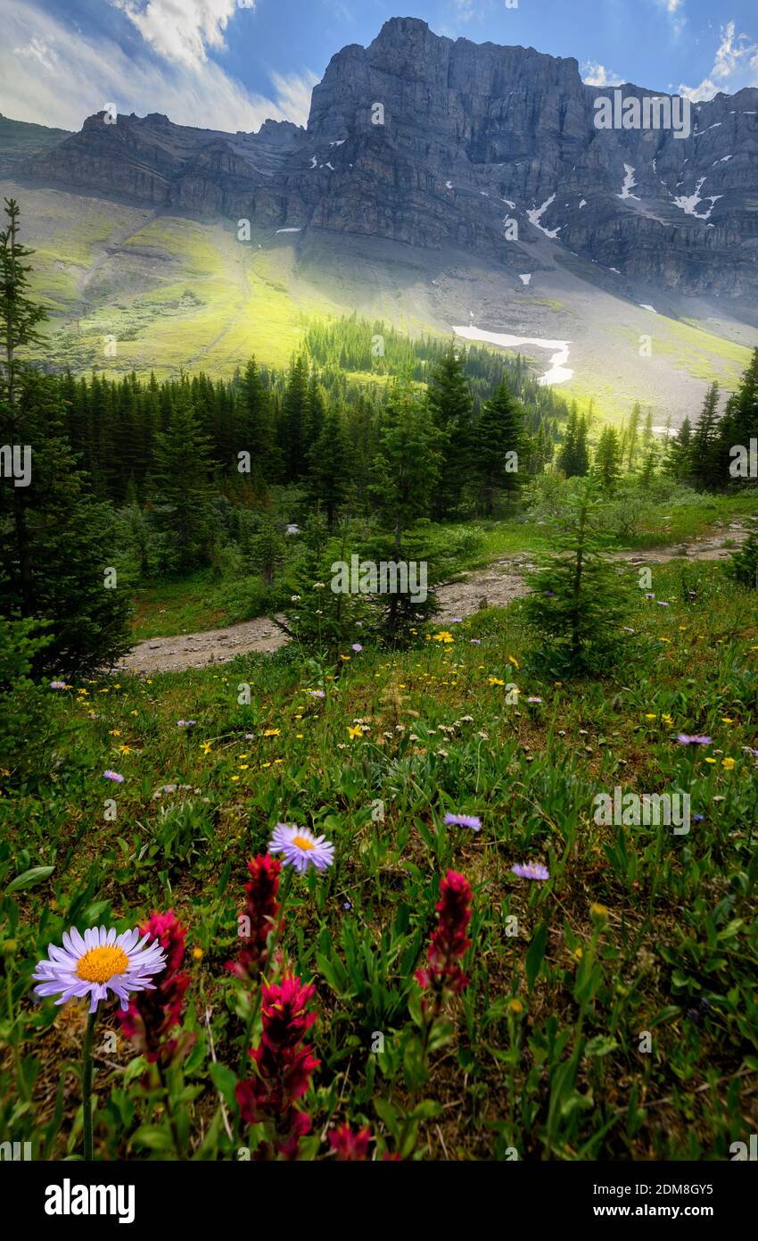 Wildblumen blühen am Mount Bourgeau Trail im Sommer Stockfoto
