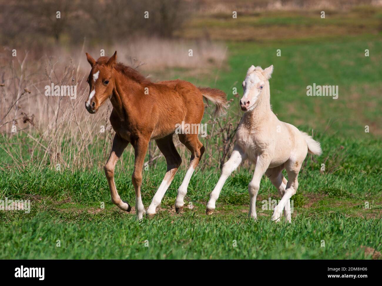 Fohlen Spielen Stockfotografie Alamy