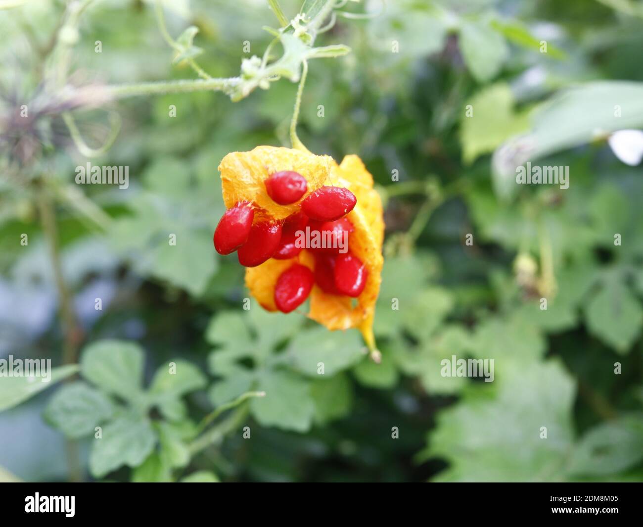 Bittermelone, Balsam-Apfel - Momordica charantia, jährlich krautige Weinpflanze in Florida Stockfoto