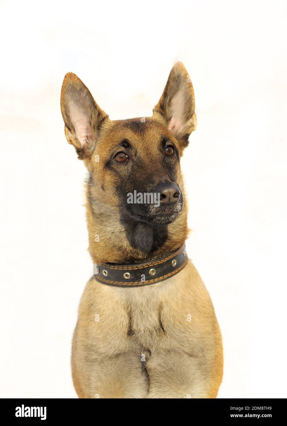 Hund isoliert Stockfoto