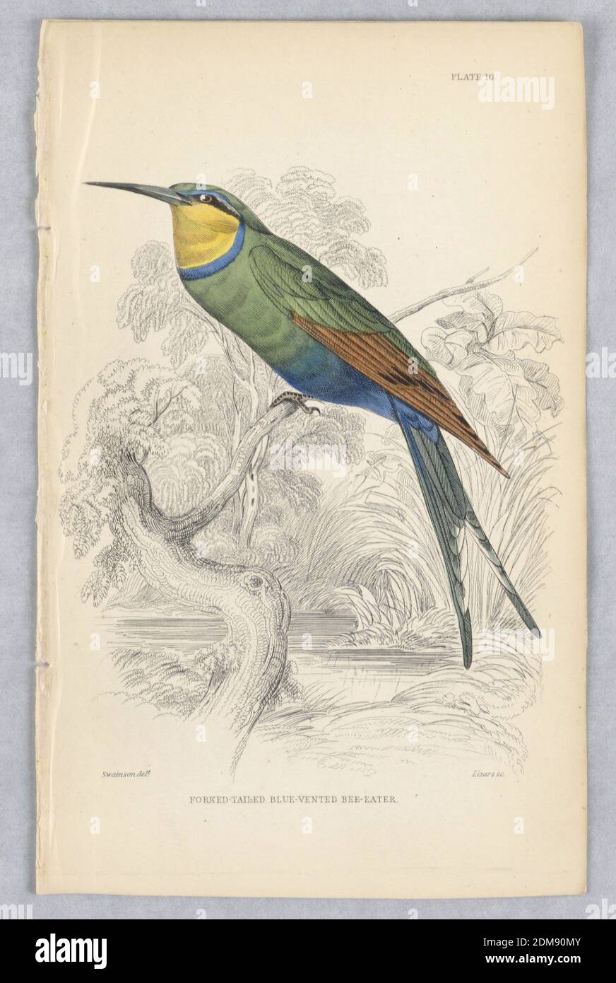 Gabelschwanzbiene-Eater, Platte 10 von Birds of Western Africa, William Home Lizars, Scottish, 1788 - 1859, William Swainson, British, 1789 - 1855, Gravur, Pinsel und Aquarell auf Papier, Vogel in einem tropischen Sumpf. Er hat einen blau-grauen Gabelschwanz, einen blauen und grünen Körper, eine gelbe Kehle und braune Flügel. Titel und Künstlernamen unten., Edinburgh, Schottland, 1837, Print Stockfoto