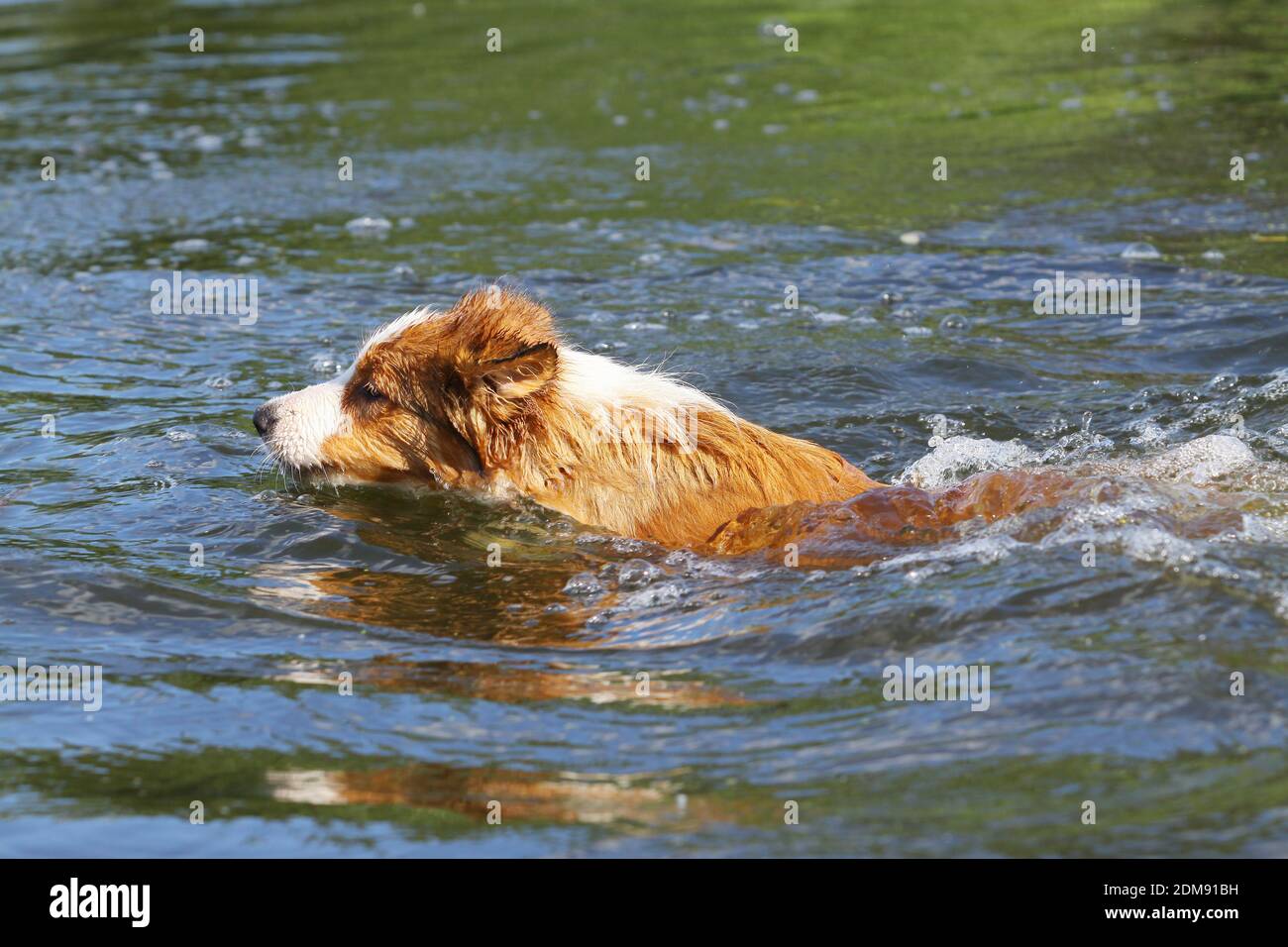 Hund, Schwimmen Stockfoto
