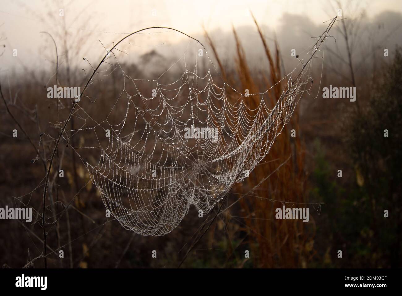 Spiderweb bedeckt mit Tau, Everglades National Park Stockfoto