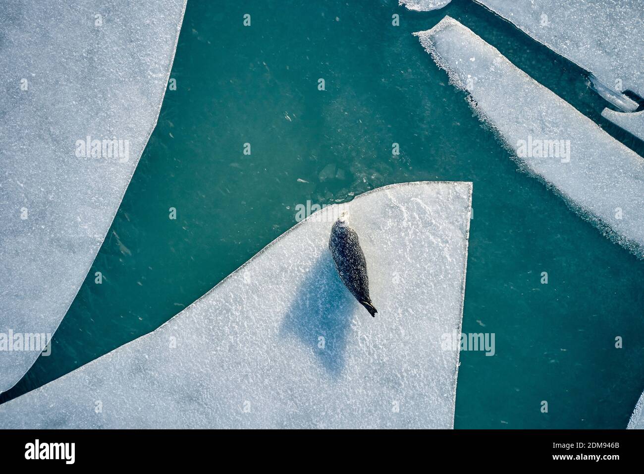Draufsicht auf graue Robbe, die in der Nähe auf der Eisscholle liegt Kaltes blaues Wasser im Winter in Island Stockfoto