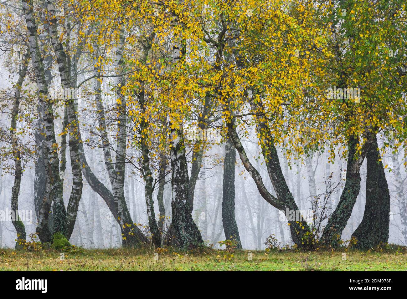Silber Birke Wald in Turiec Region an einem nebligen Tag, Slowakei. Stockfoto
