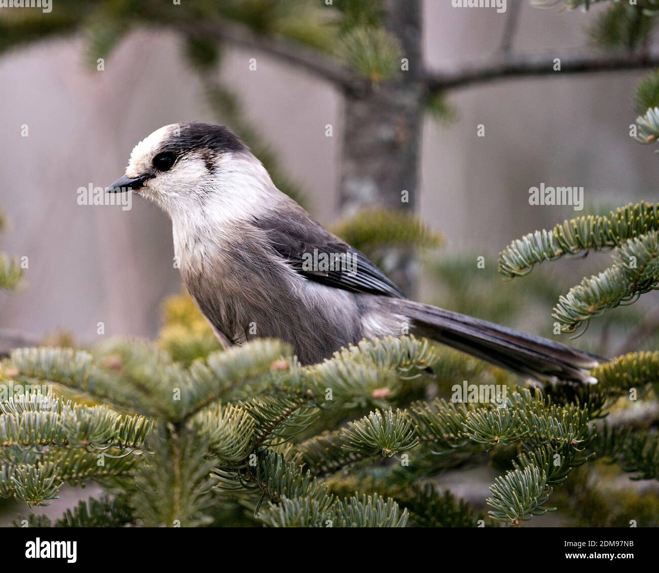 Grey Jay close-up Profil Ansicht auf einem Tannenzweig in seiner Umgebung mit grauem Federgefieder und Vogelschwanz thront. Weihnachtskarte. Bild. Stockfoto