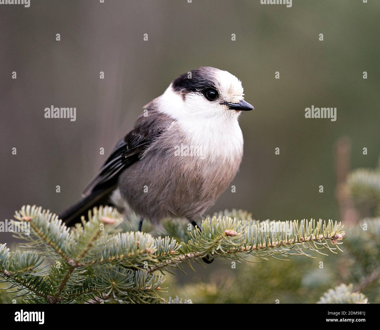 Grey Jay close-up Profil Ansicht auf einem Tannenzweig in seiner Umgebung mit grauem Federgefieder und Vogelschwanz thront. Weihnachtskarte. Bild. Stockfoto