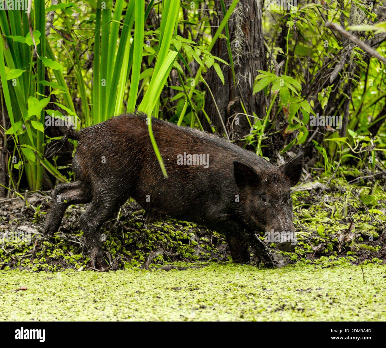Feral Schwein in einem Louisiana Sumpf Stockfoto
