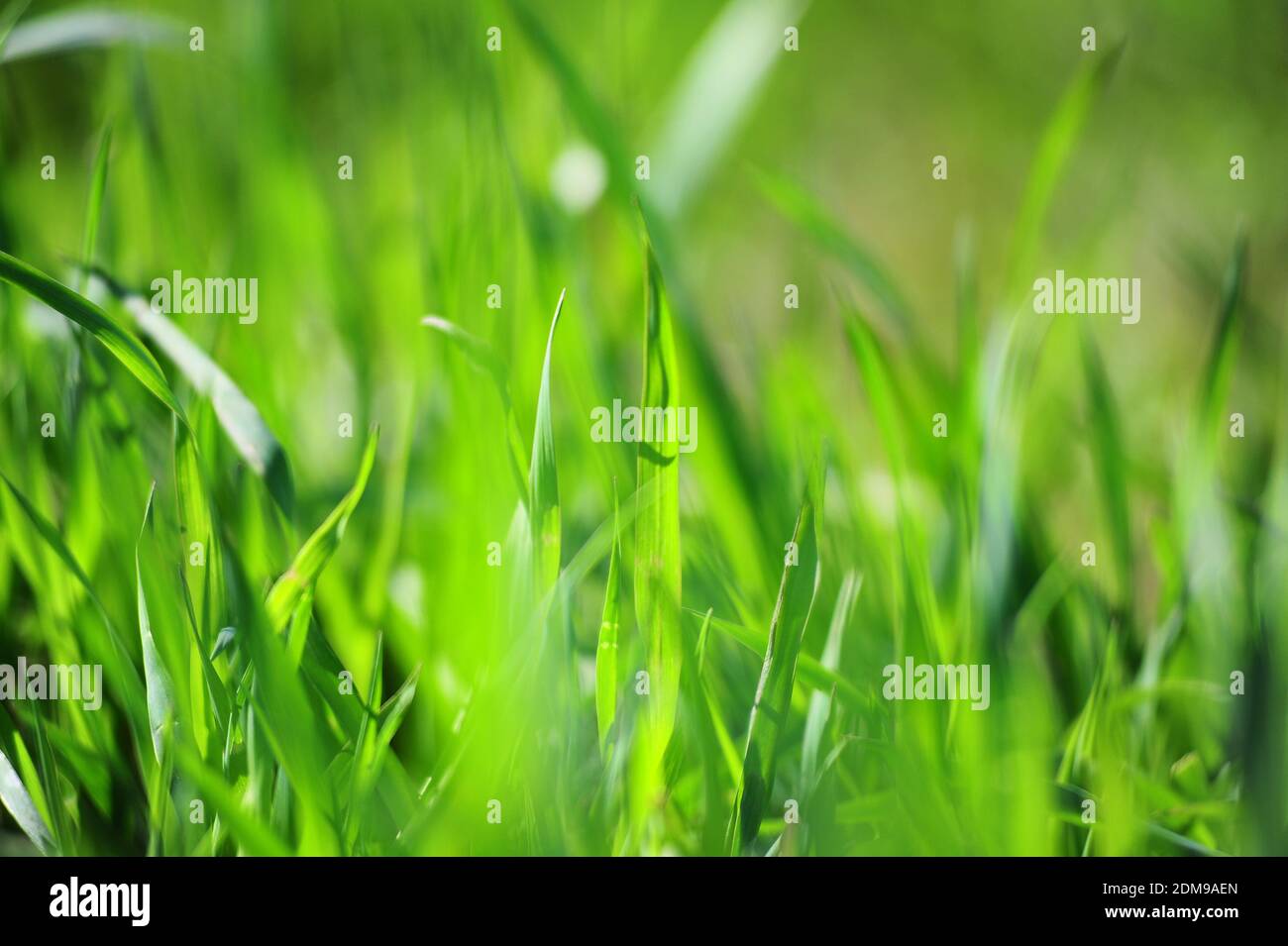 Grass Textur Stockfoto