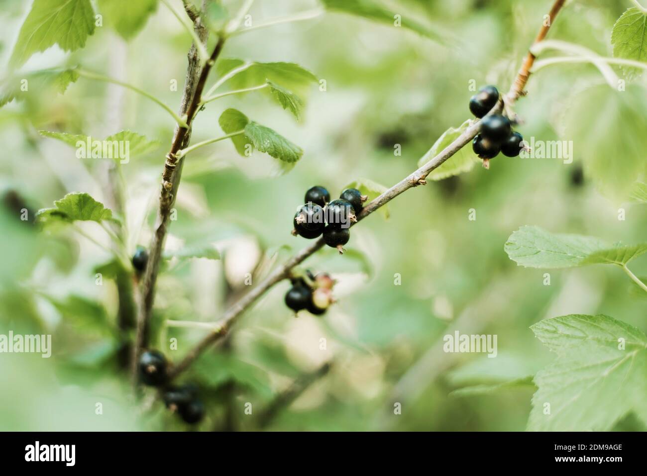 Nahaufnahme von frischen schwarzen Johannisbeeren Stockfoto