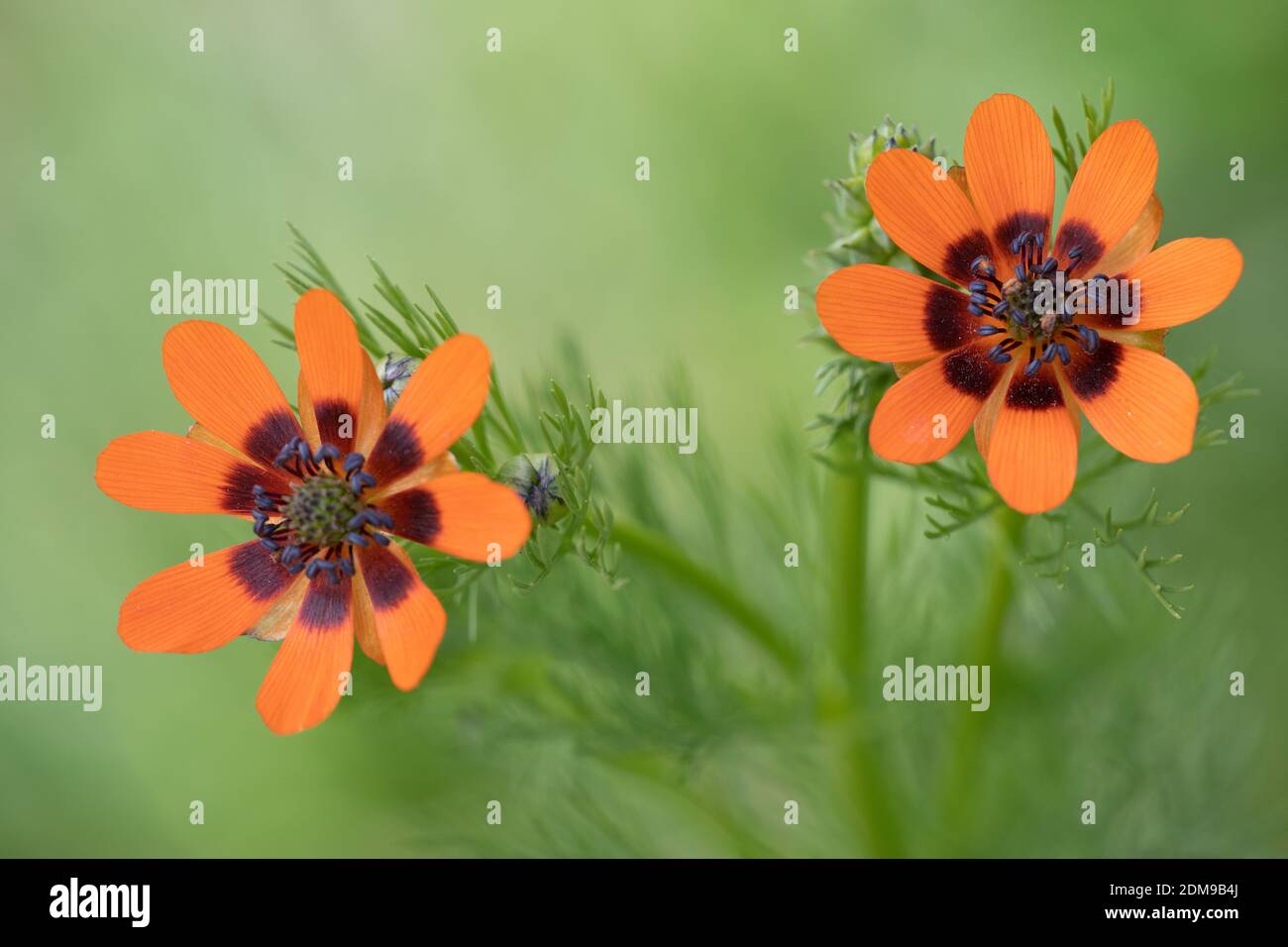 Sommer Adonis Stockfoto