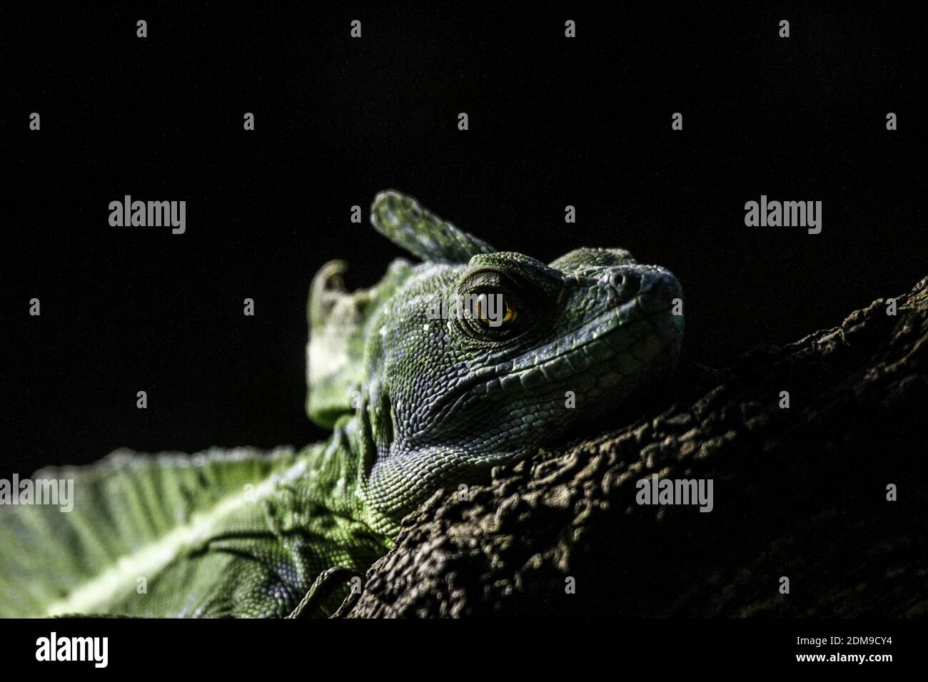 Porträt von Leguan mit schwarzem Hintergrund Stockfoto